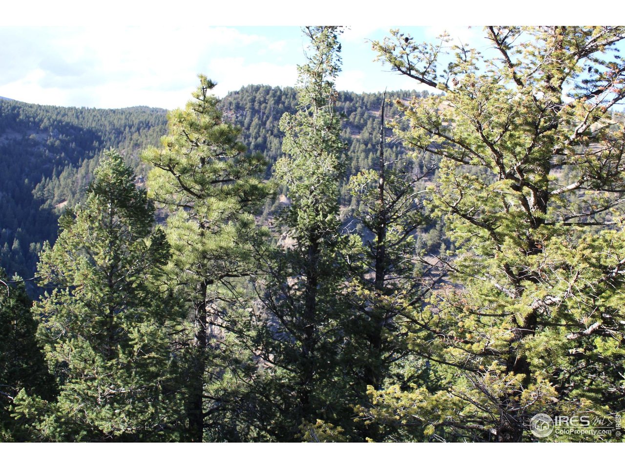0 Pennsylvania Gulch Road Boulder, CO 80302 - Photo 8 of 18 a view of a large yard