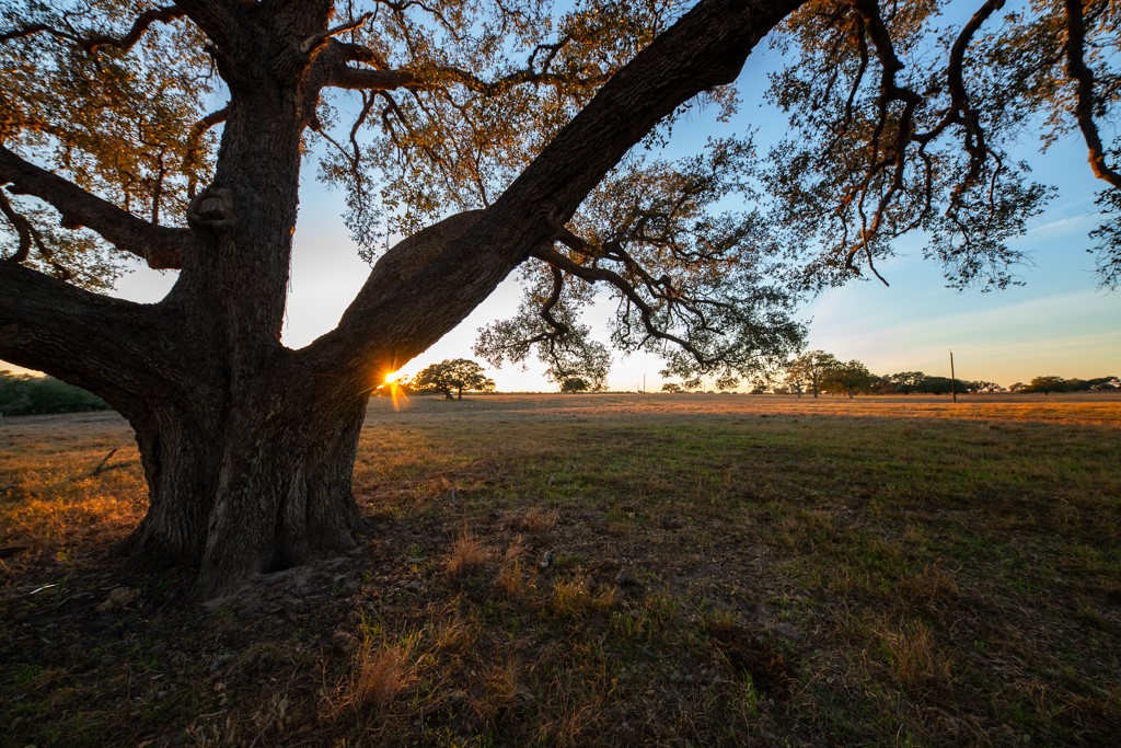 1038 Old Goliad Road Goliad, TX 77963 - Photo 1 of 32 a view of outdoor space and yard