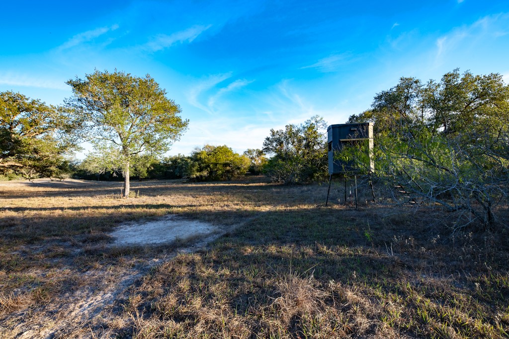 1038 Old Goliad Road Goliad, TX 77963 - Photo 17 of 32 a view of a field of grass and trees