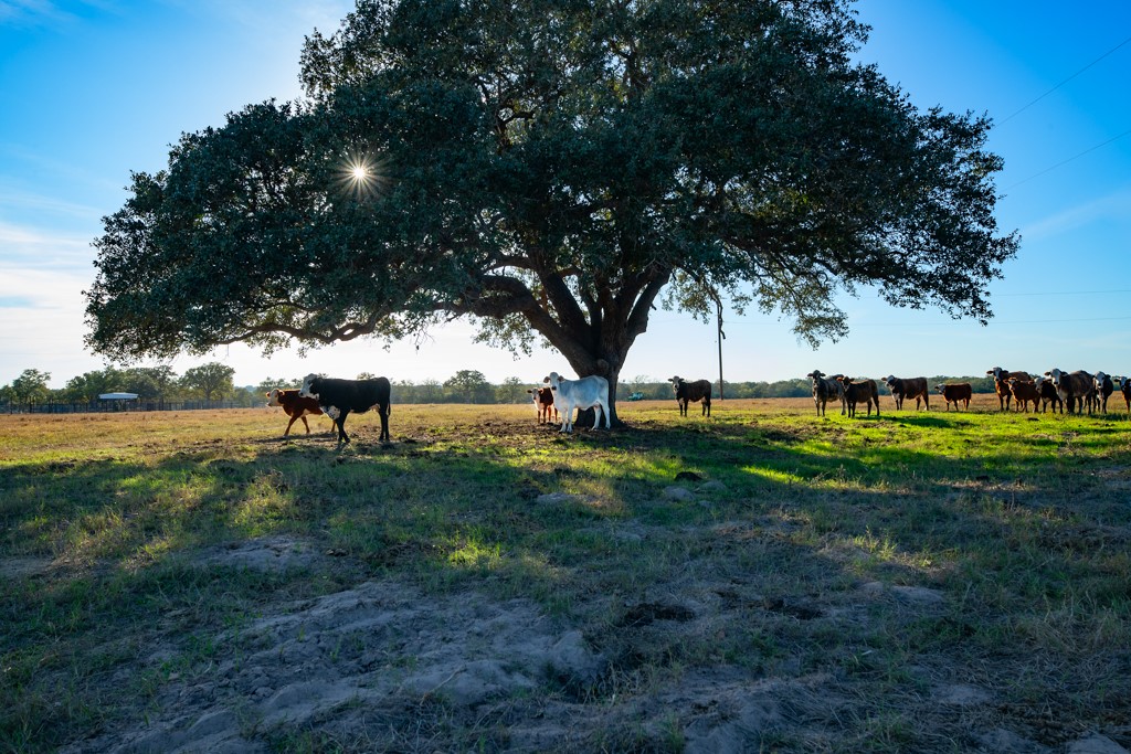1038 Old Goliad Road Goliad, TX 77963 - Photo 4 of 32 a view of a park
