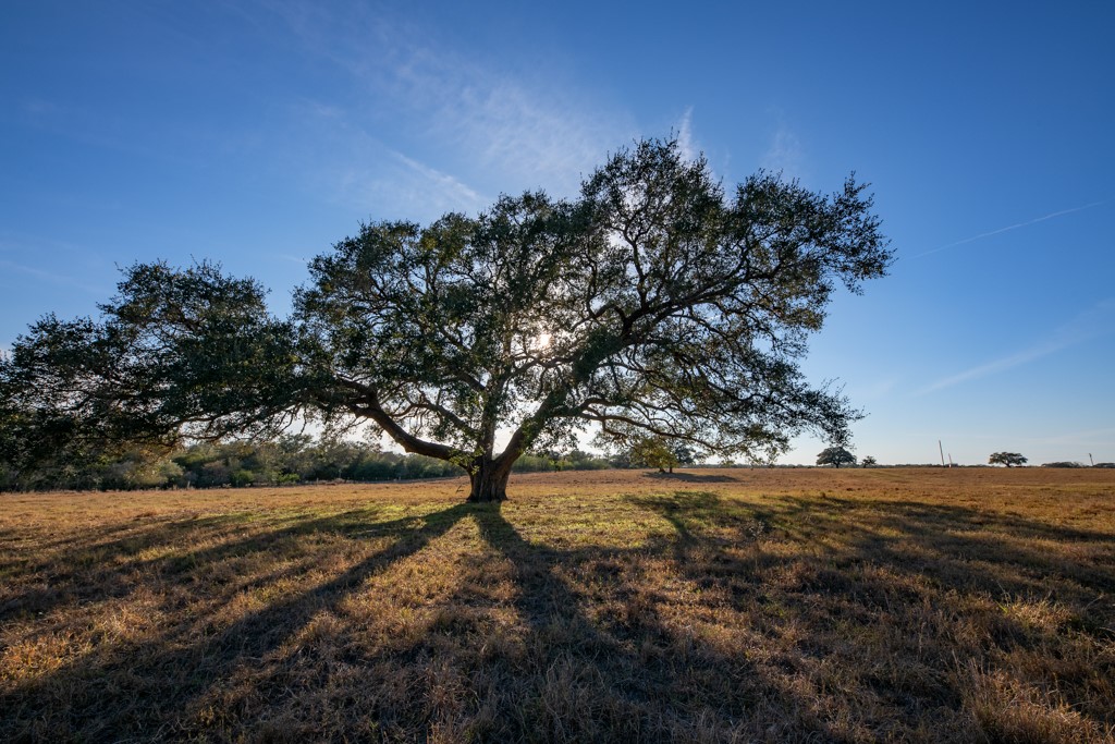 1038 Old Goliad Road Goliad, TX 77963 - Photo 10 of 32 a view of mountain view with trees in the background