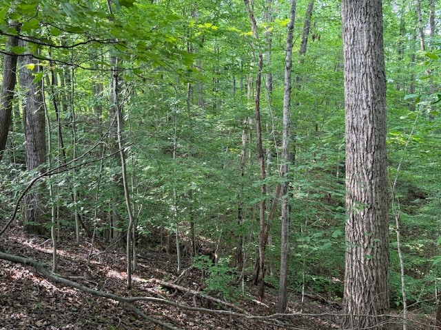 0 Collins Road Allons, TN 38541 - Photo 5 of 7 Gallery Image 5