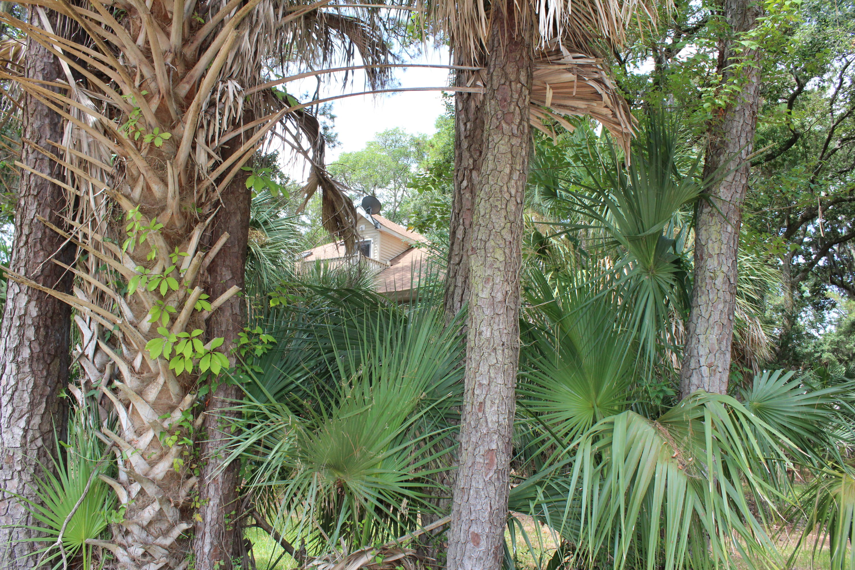 828 Club Cottage Road Edisto Beach, SC 29438 - Photo 19 of 19 IMG_0592