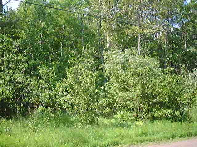 Xxx Lavaque Junction Road Hermantown, MN 55811 - Photo 2 of 3 Gallery Image 2