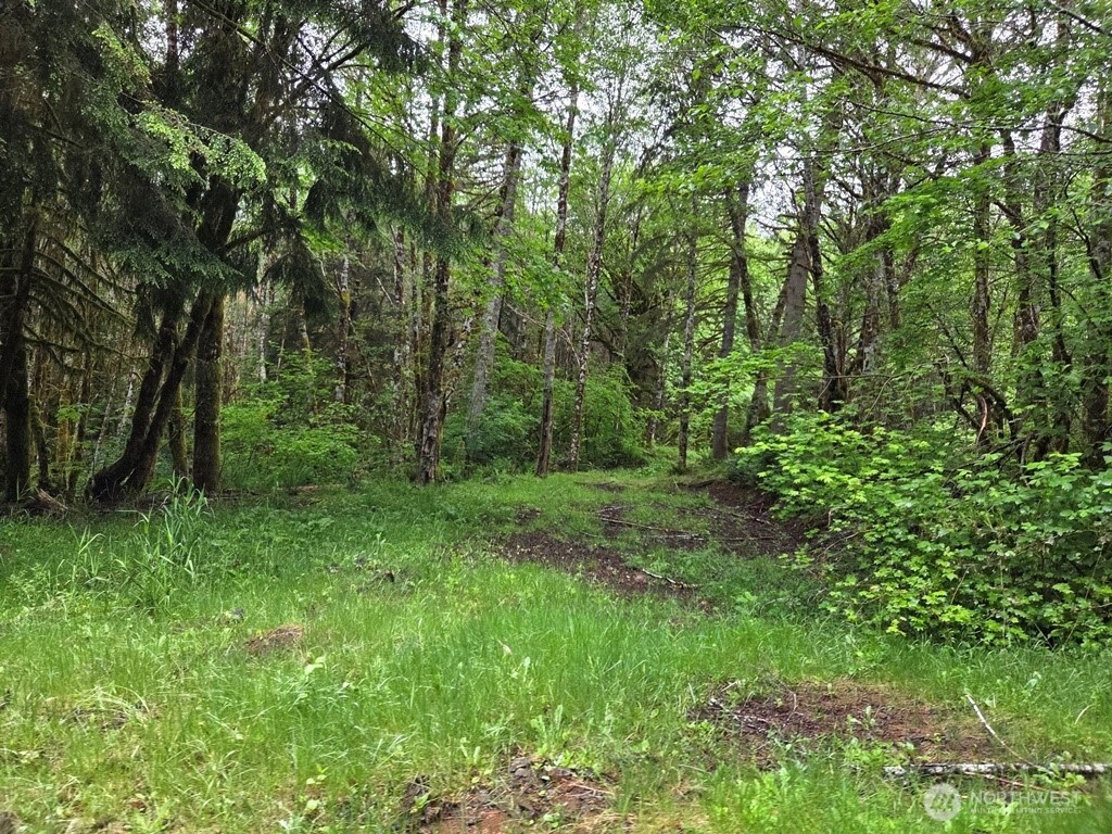 674 Mill Creek Road Longview, WA 98632 - Photo 2 of 8 a view of a lush green forest