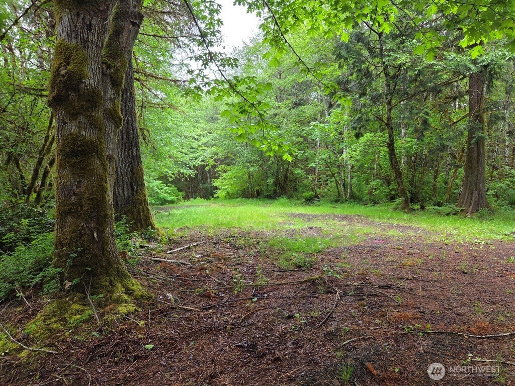 674 Mill Creek Road Longview, WA 98632 - Photo 3 of 8 a view of a yard with a tree