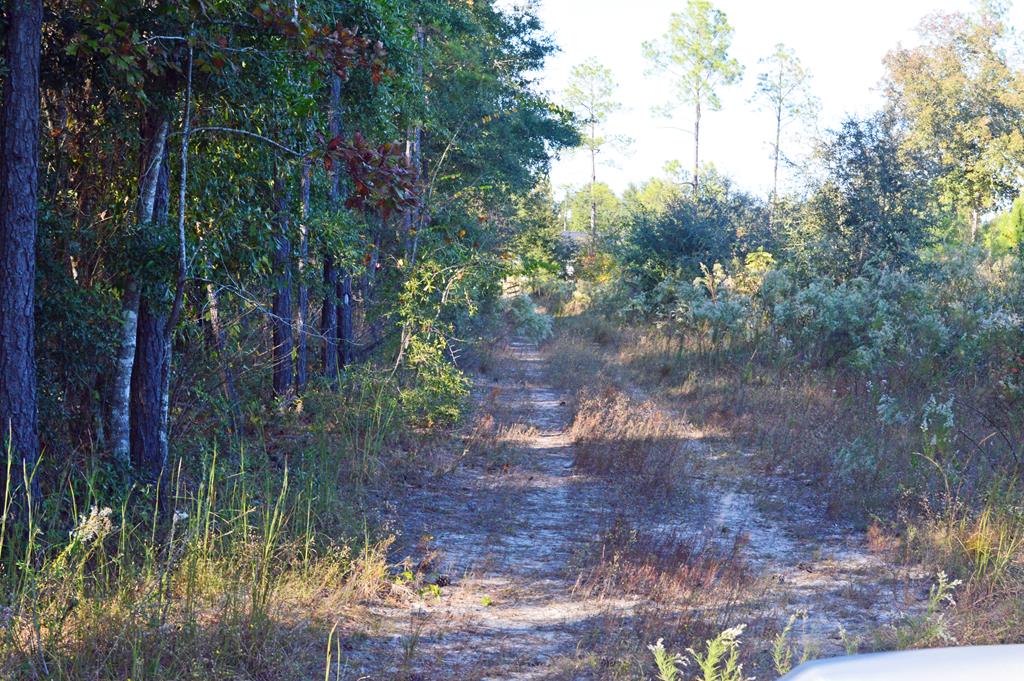 0 Greenhouse Road Gordon, AL 36343 - Photo 31 of 38