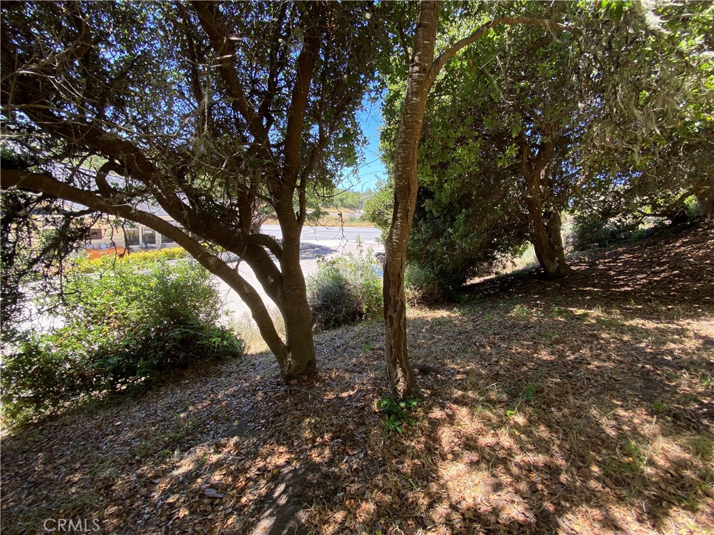 0 Kent Street Cambria, CA 93428 - Photo 4 of 8 a view of a forest filled with trees