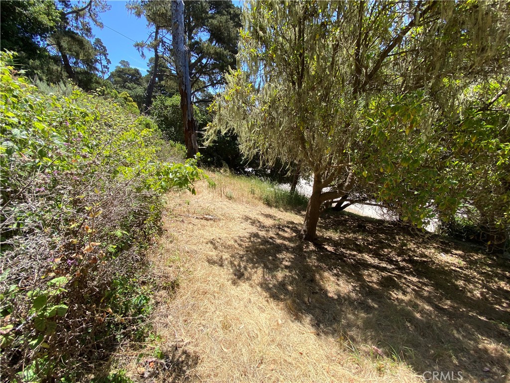 0 Kent Street Cambria, CA 93428 - Photo 6 of 8 a view of a yard with plants and trees