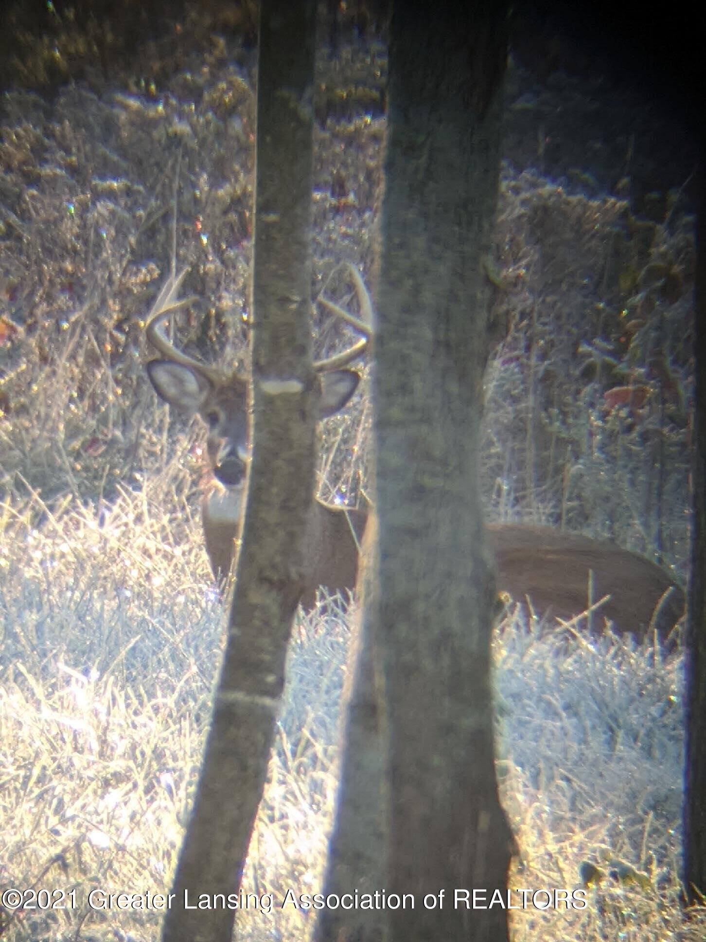6700 Sleight Road Bath, MI 48808 - Photo 46 of 51 Wildlife