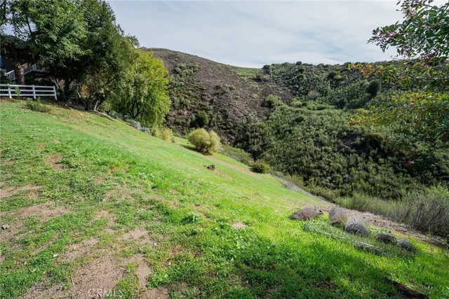 a view of a lush green forest