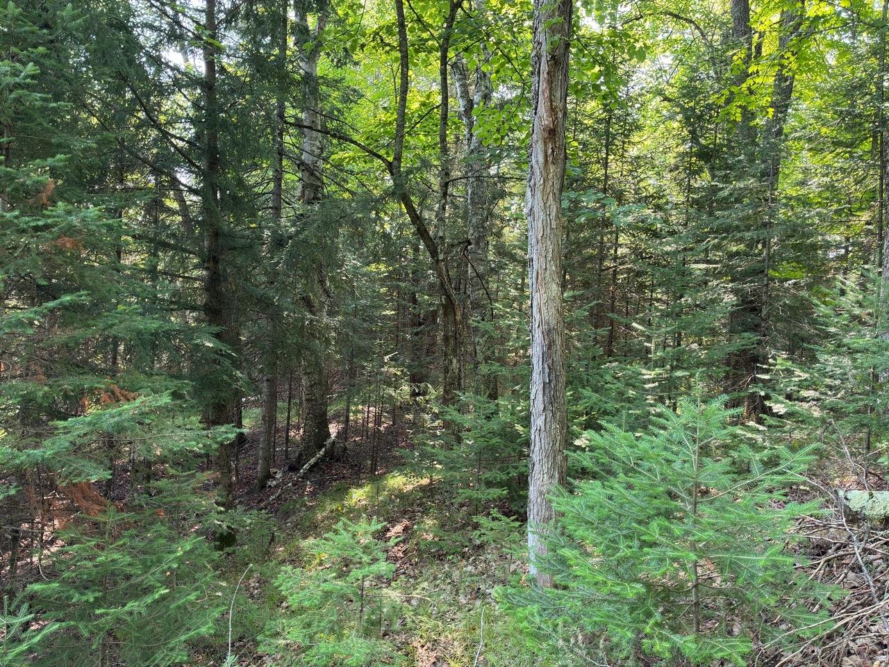 6064 Cramer Lake Road Mercer, WI 54547 - Photo 30 of 47 Gallery Image 30
