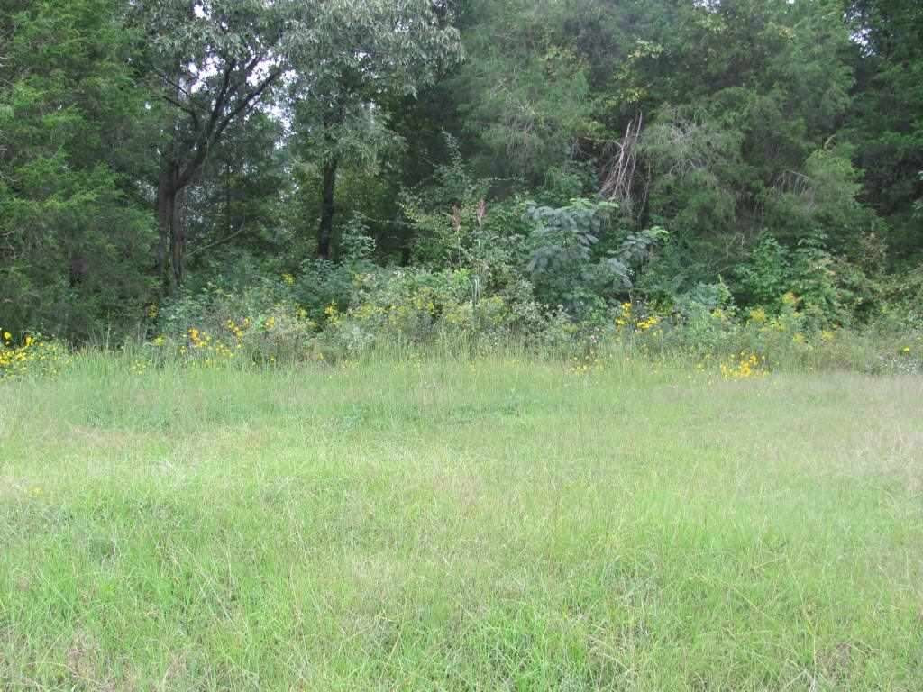 0 Vida Road Beech Bluff, TN 38313 - Photo 1 of 1 a view of a lush green space