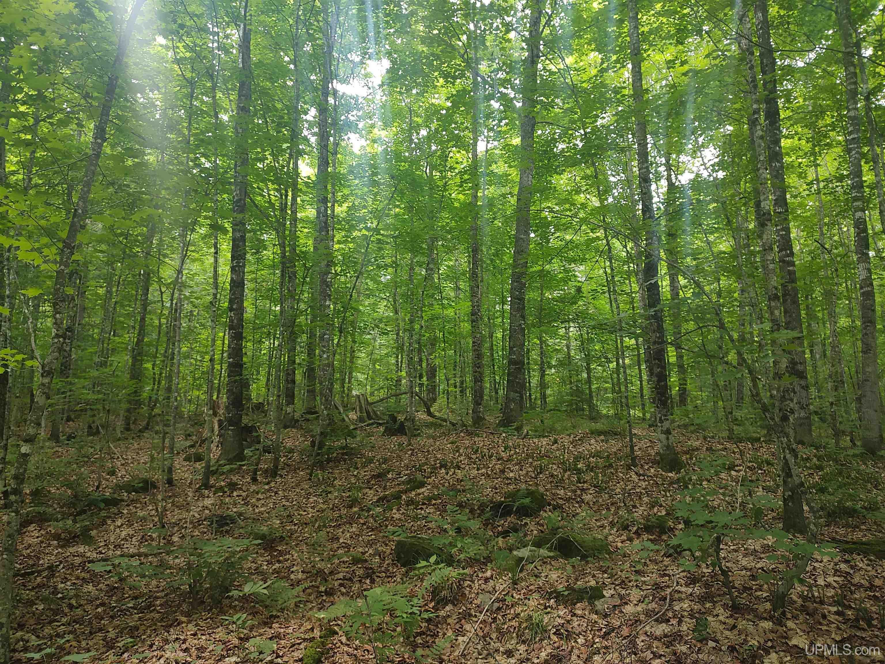 60-acres Sleepy Hollow Road Ishpeming, MI 49849 - Photo 26 of 29