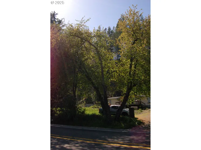 a view of a yard with plants and trees