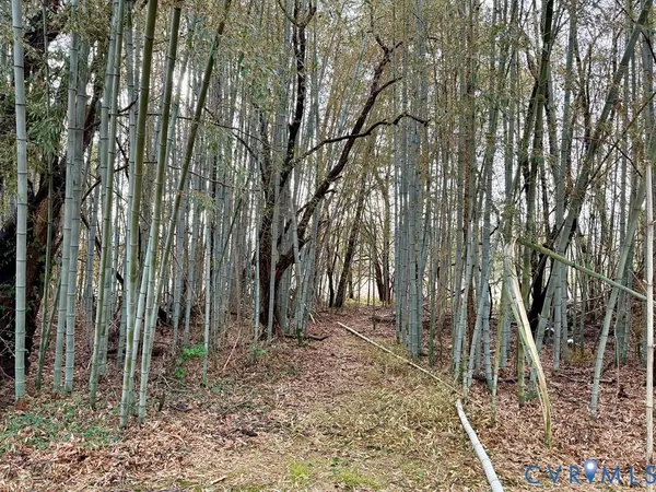 a backyard of a house with lots of plants and large trees