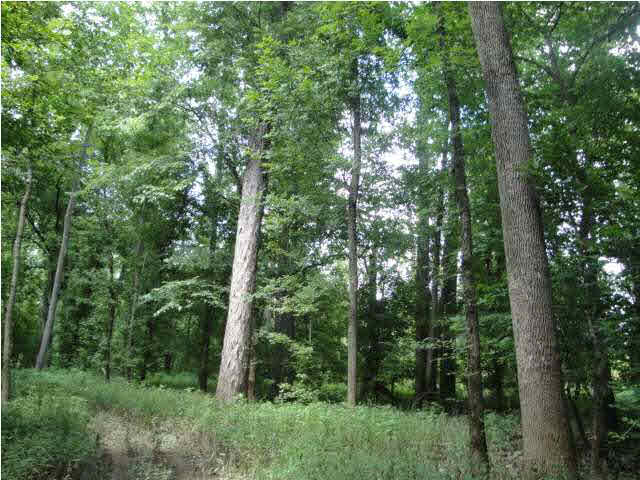 0 Tow Path Road Chandler, IN 47610 - Photo 10 of 15