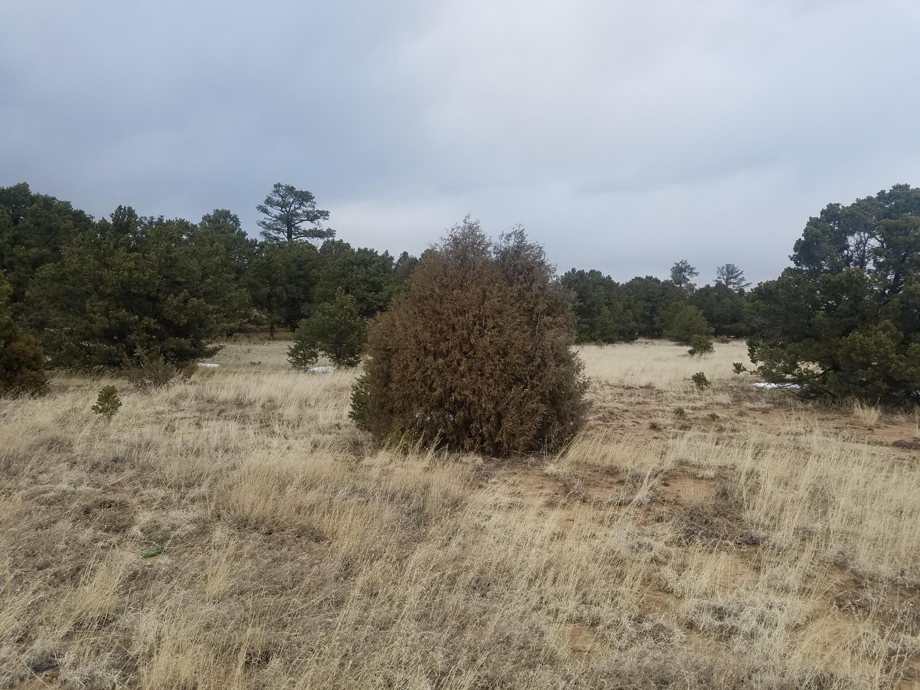 13 Ranchero Road Pie Town, NM 87827 - Photo 9 of 19 Gallery Image 9