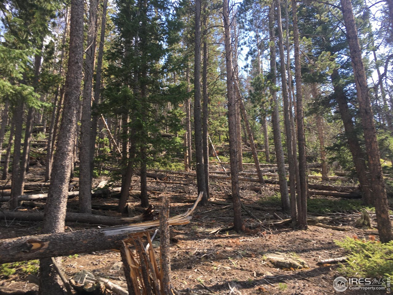 517 Crow Road Red Feather Lakes, CO 80545 - Photo 7 of 9 Gallery Image 7