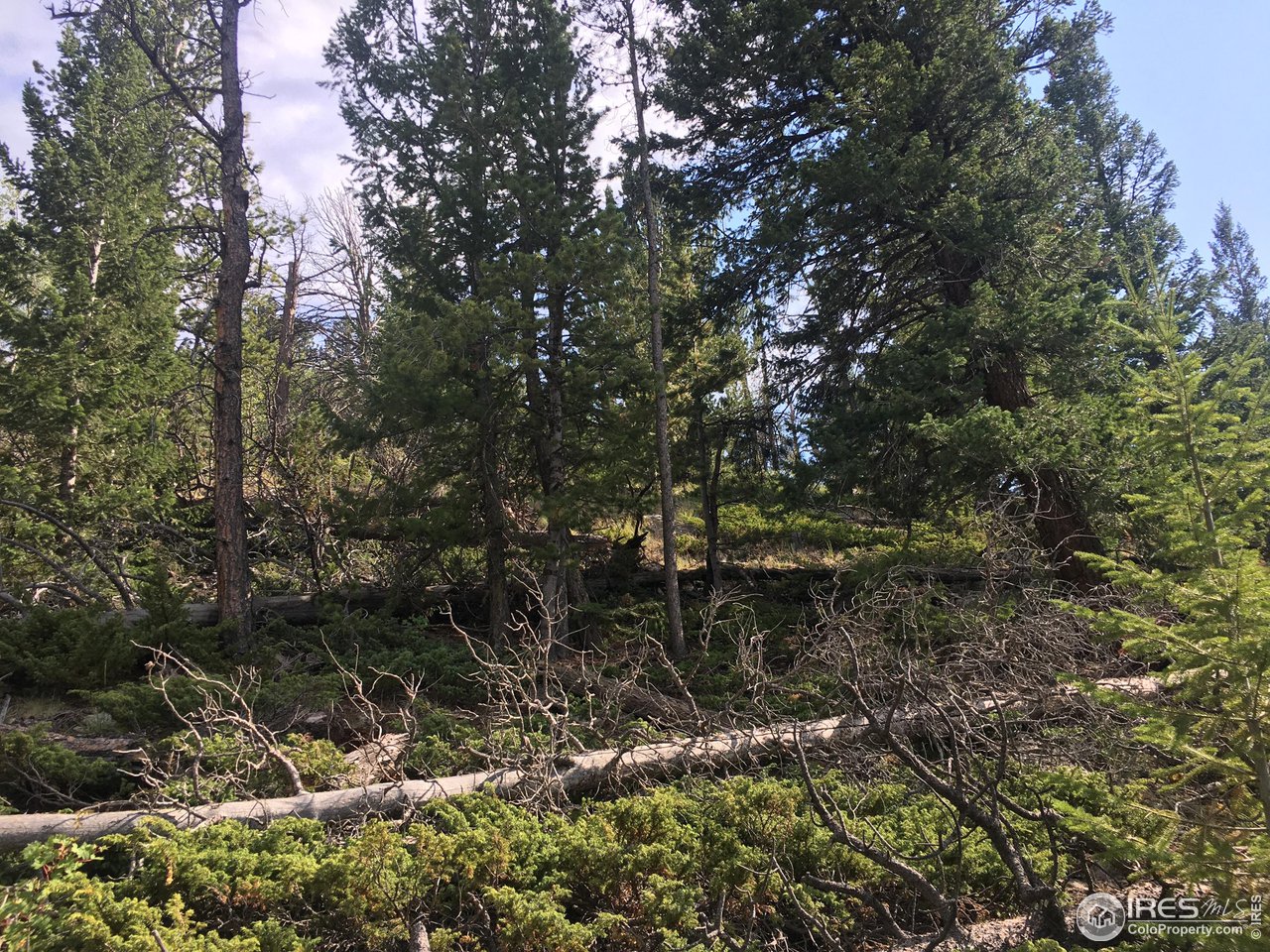 517 Crow Road Red Feather Lakes, CO 80545 - Photo 9 of 9 Gallery Image 9