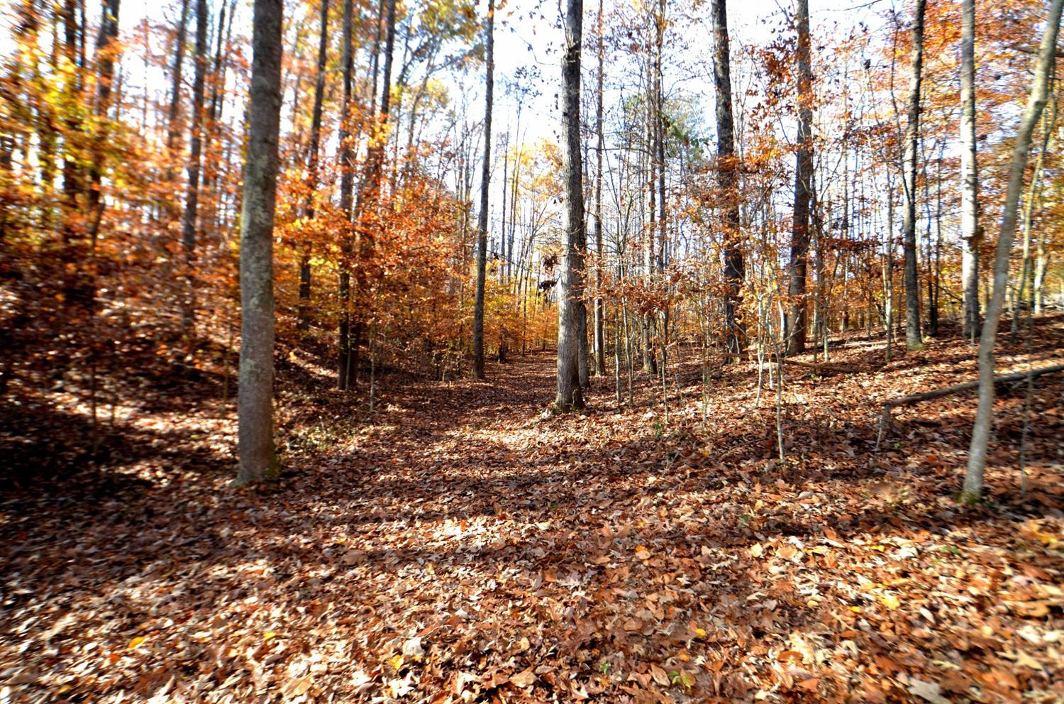 144 Opossum Run Road Irvine, KY 40336 - Photo 23 of 34 White Oaks have long been used to make w