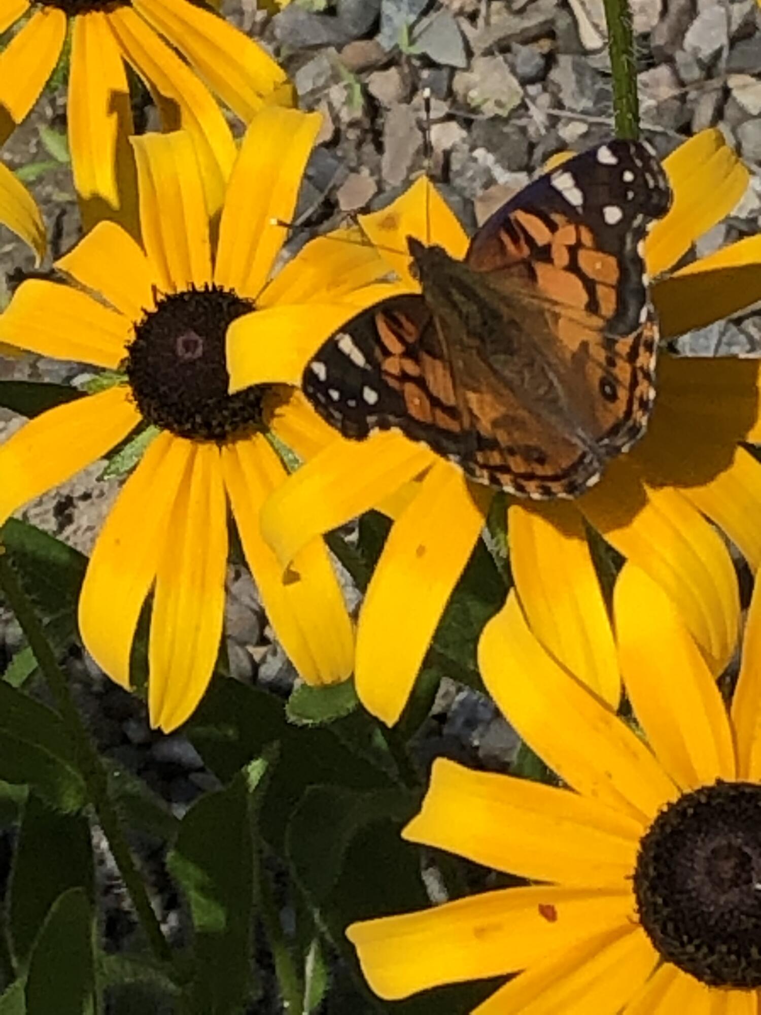 474 North Howland Road Howland, ME 04448 - Photo 56 of 68 IMG_3423