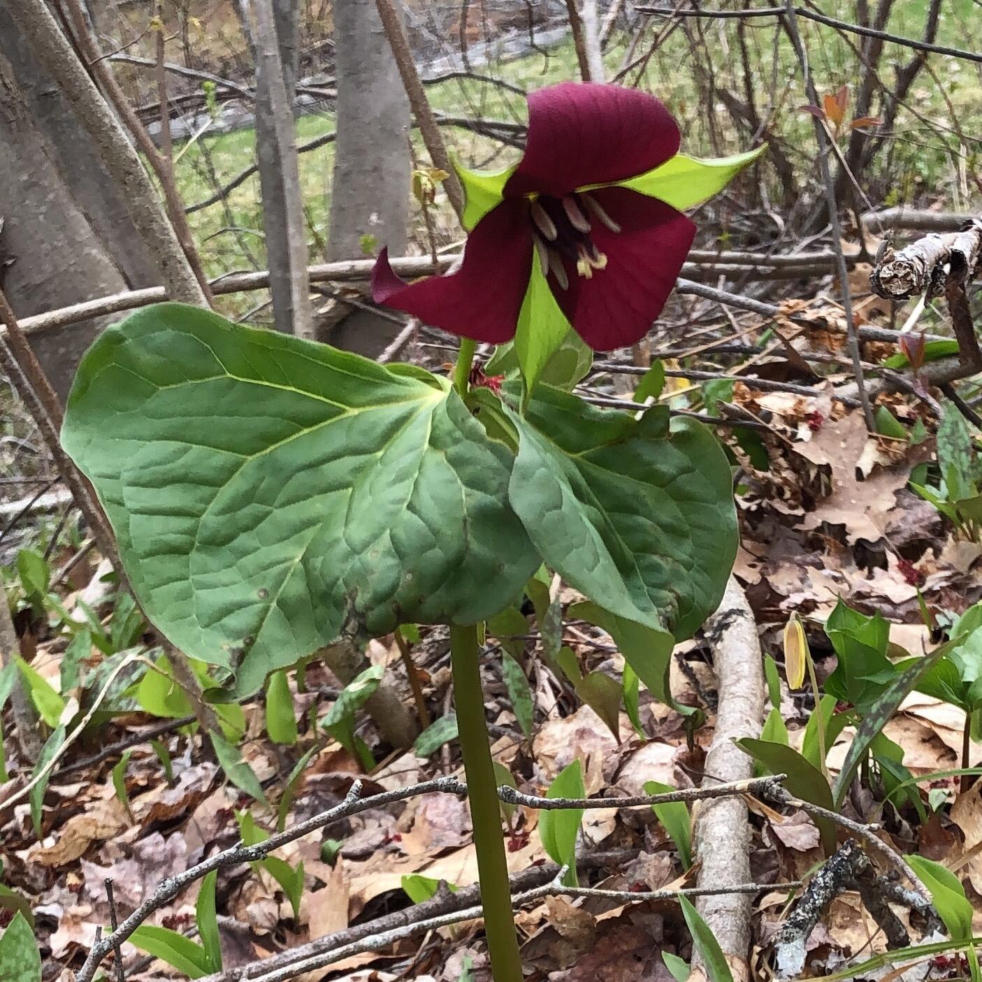 474 North Howland Road Howland, ME 04448 - Photo 59 of 68 IMG_0403