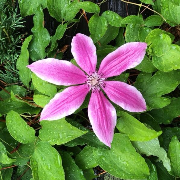 474 North Howland Road Howland, ME 04448 - Photo 60 of 68 IMG_0516