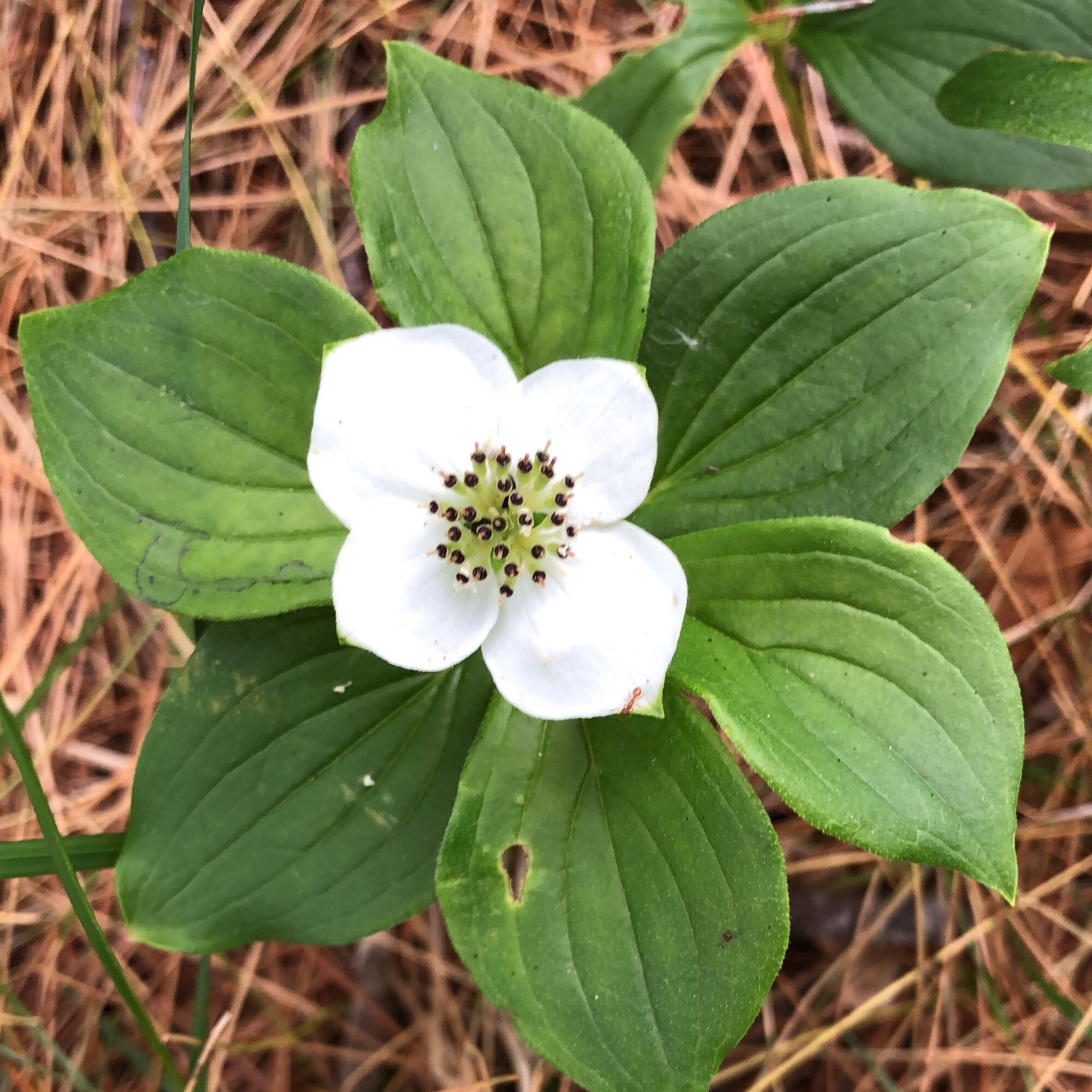474 North Howland Road Howland, ME 04448 - Photo 61 of 68 IMG_2018