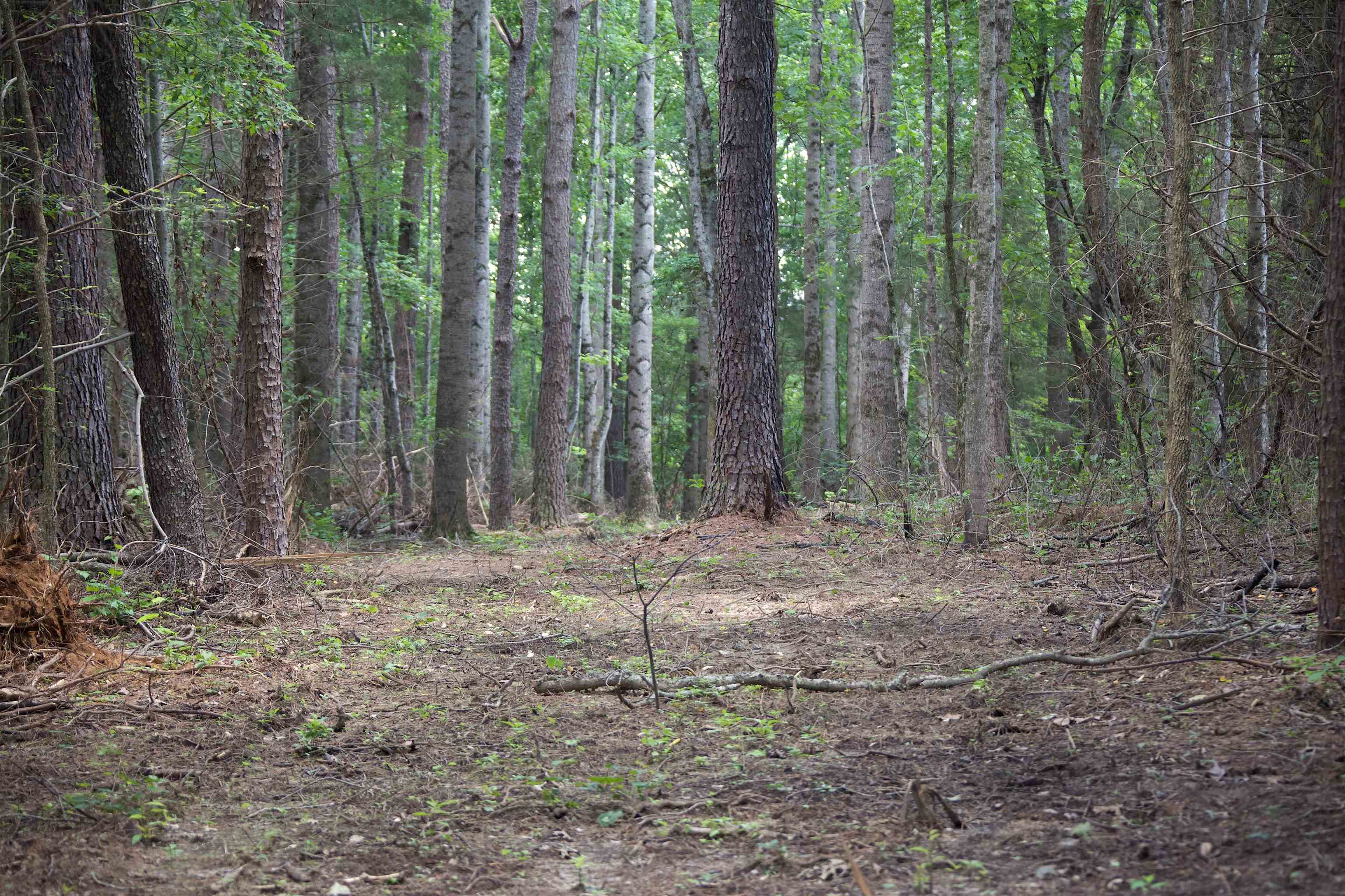 621 Smith Road Grand Junction, TN 38039 - Photo 11 of 20 View of tree filled area
