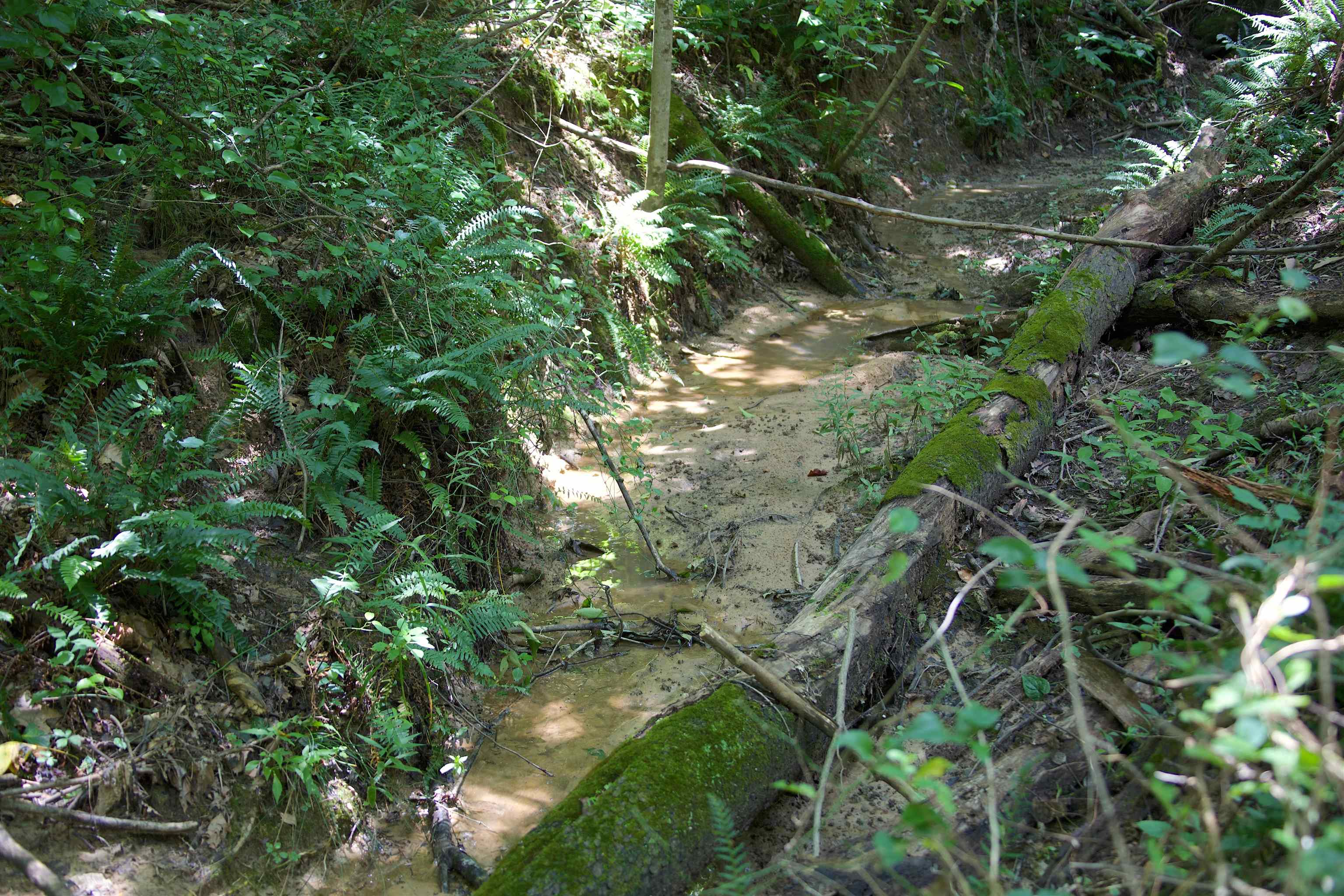 621 Smith Road Grand Junction, TN 38039 - Photo 12 of 20 View of undeveloped land