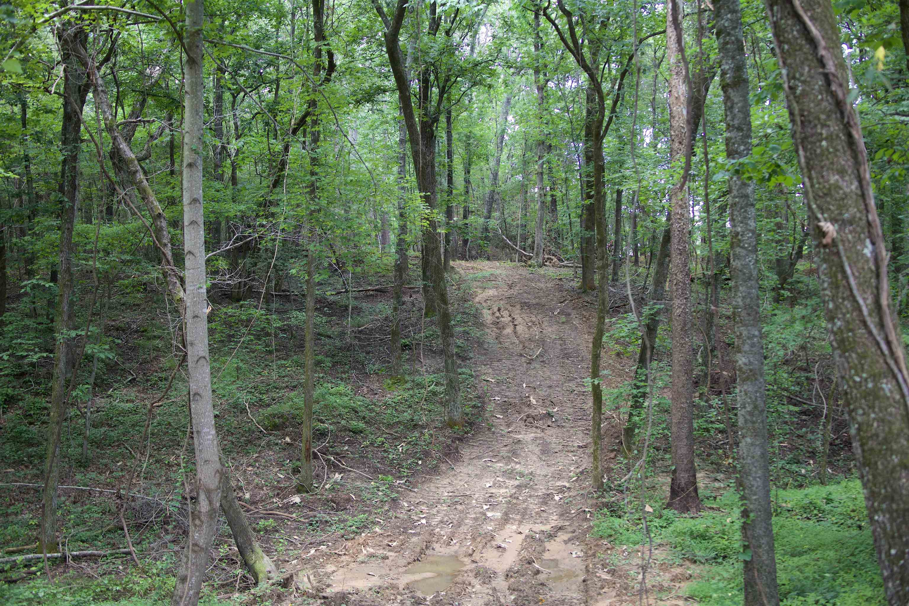 621 Smith Road Grand Junction, TN 38039 - Photo 14 of 20 View of wooded area