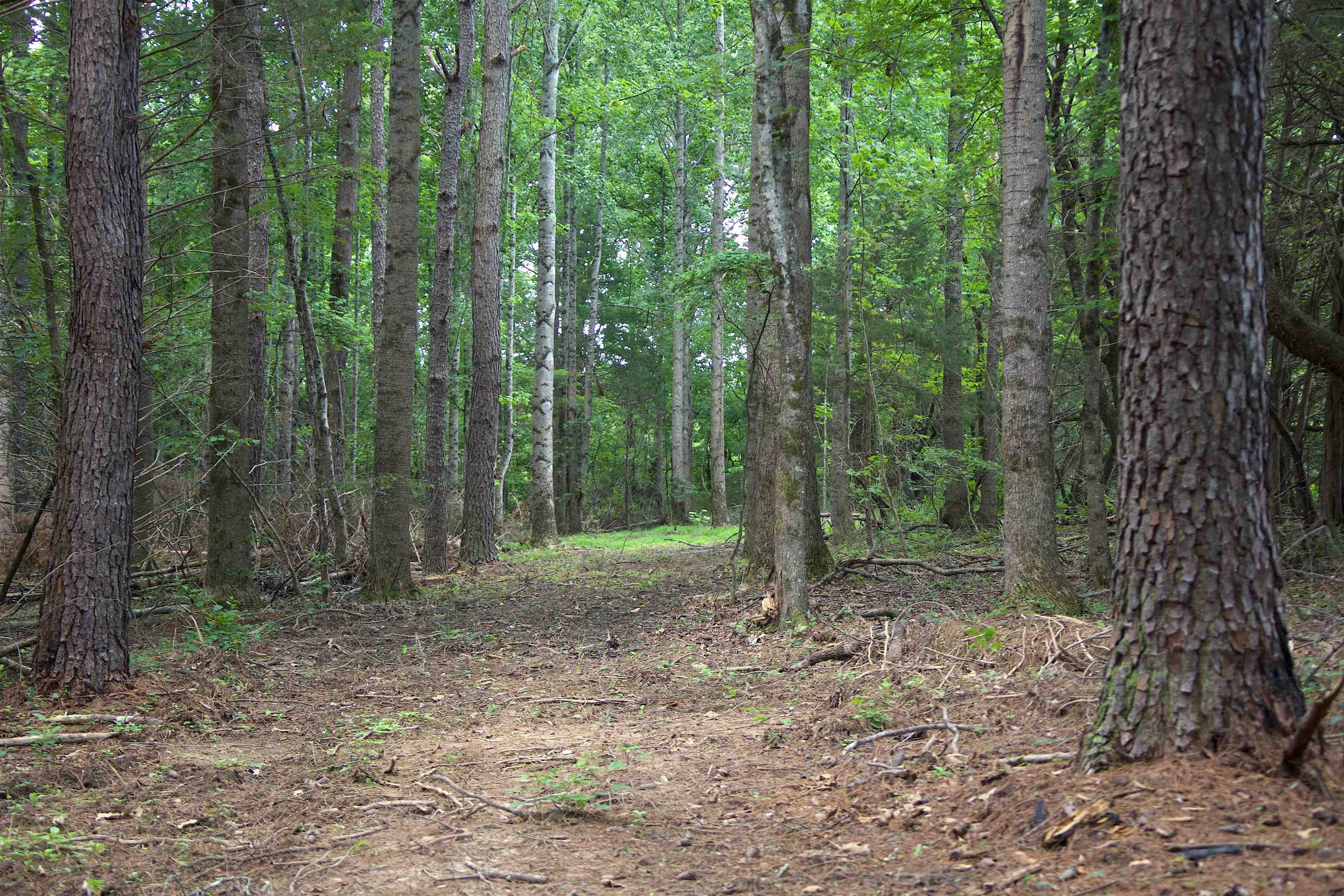 621 Smith Road Grand Junction, TN 38039 - Photo 15 of 20 View of woods