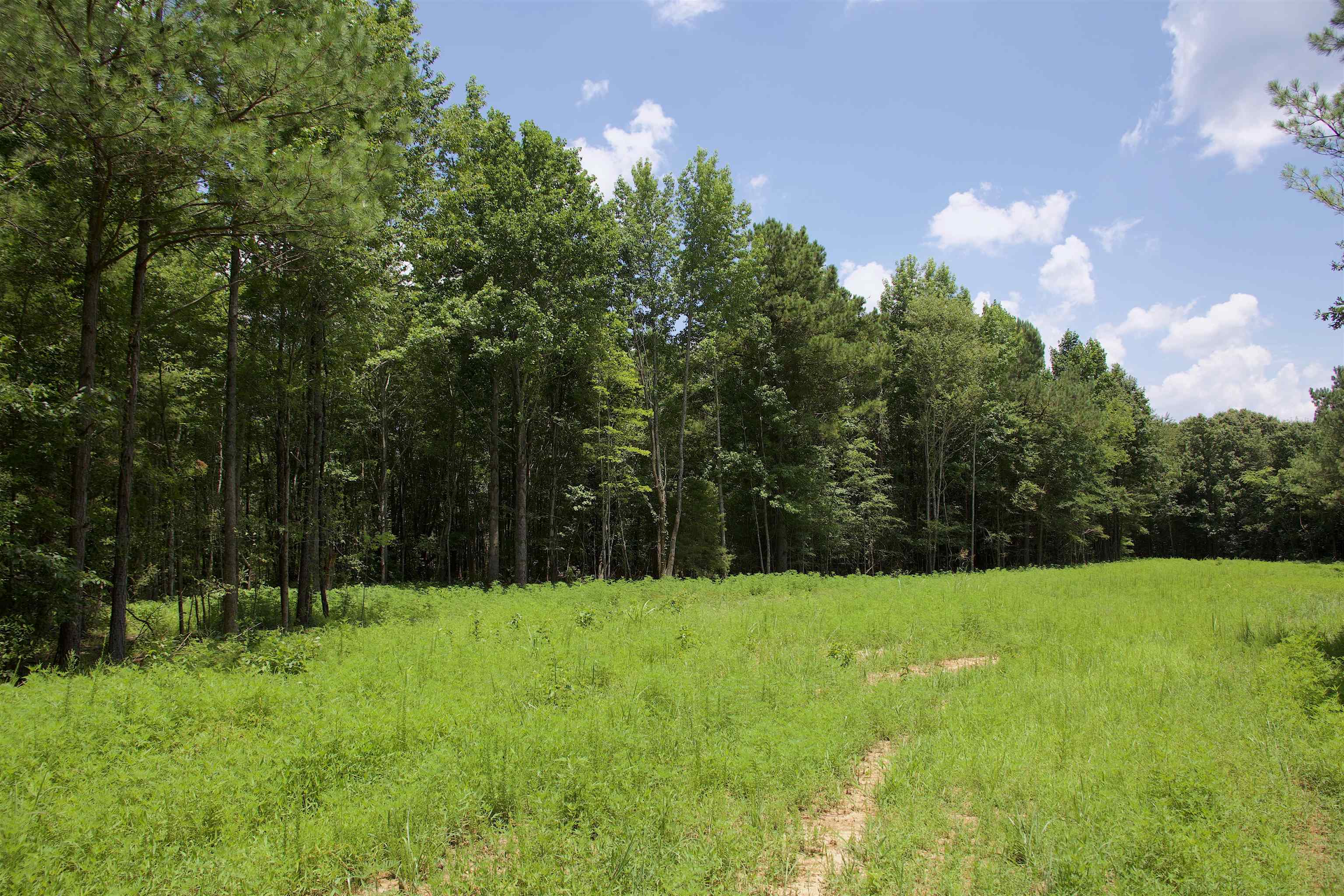 621 Smith Road Grand Junction, TN 38039 - Photo 17 of 20 View of tree filled area