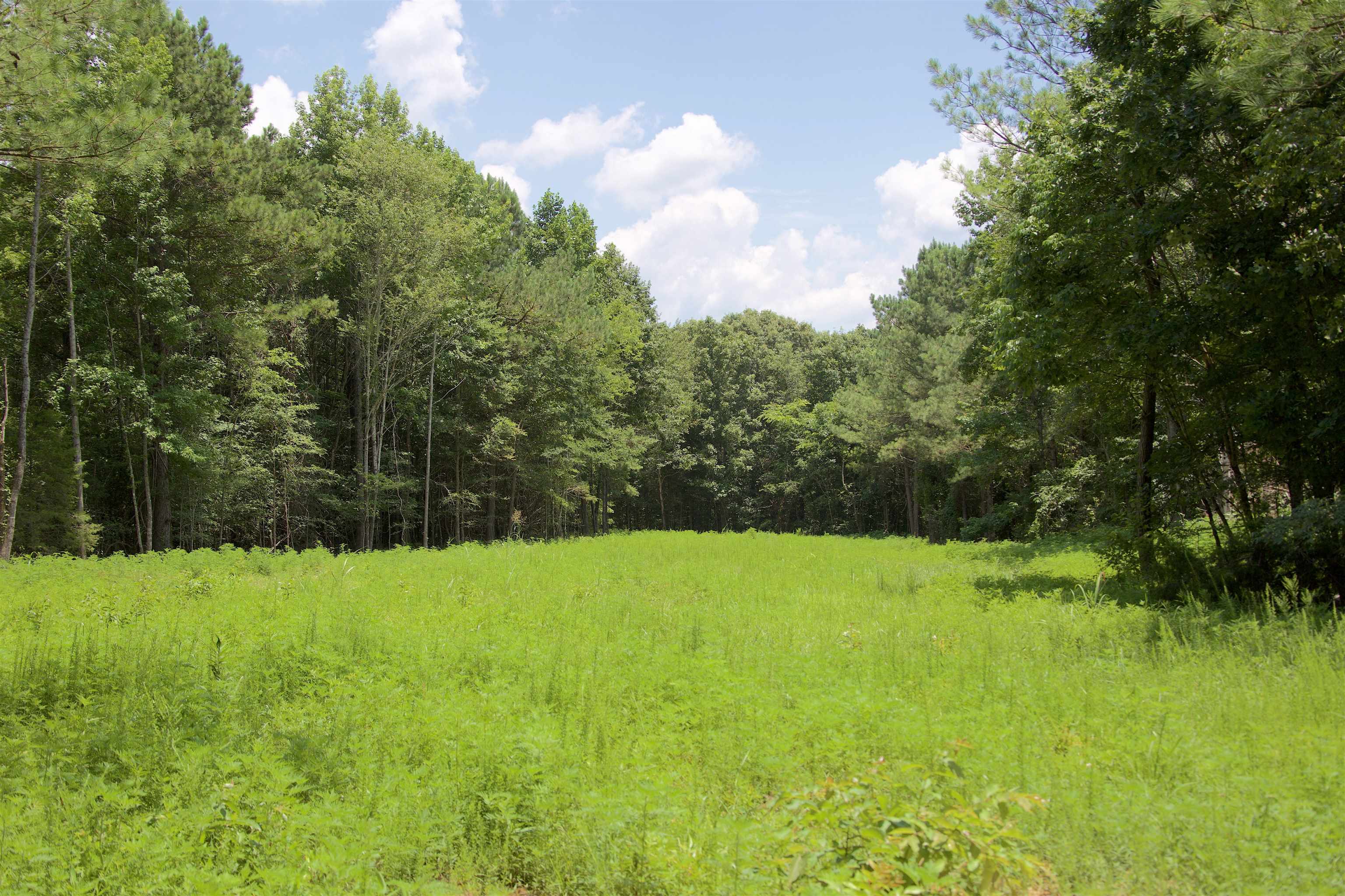 621 Smith Road Grand Junction, TN 38039 - Photo 2 of 20 View of woods
