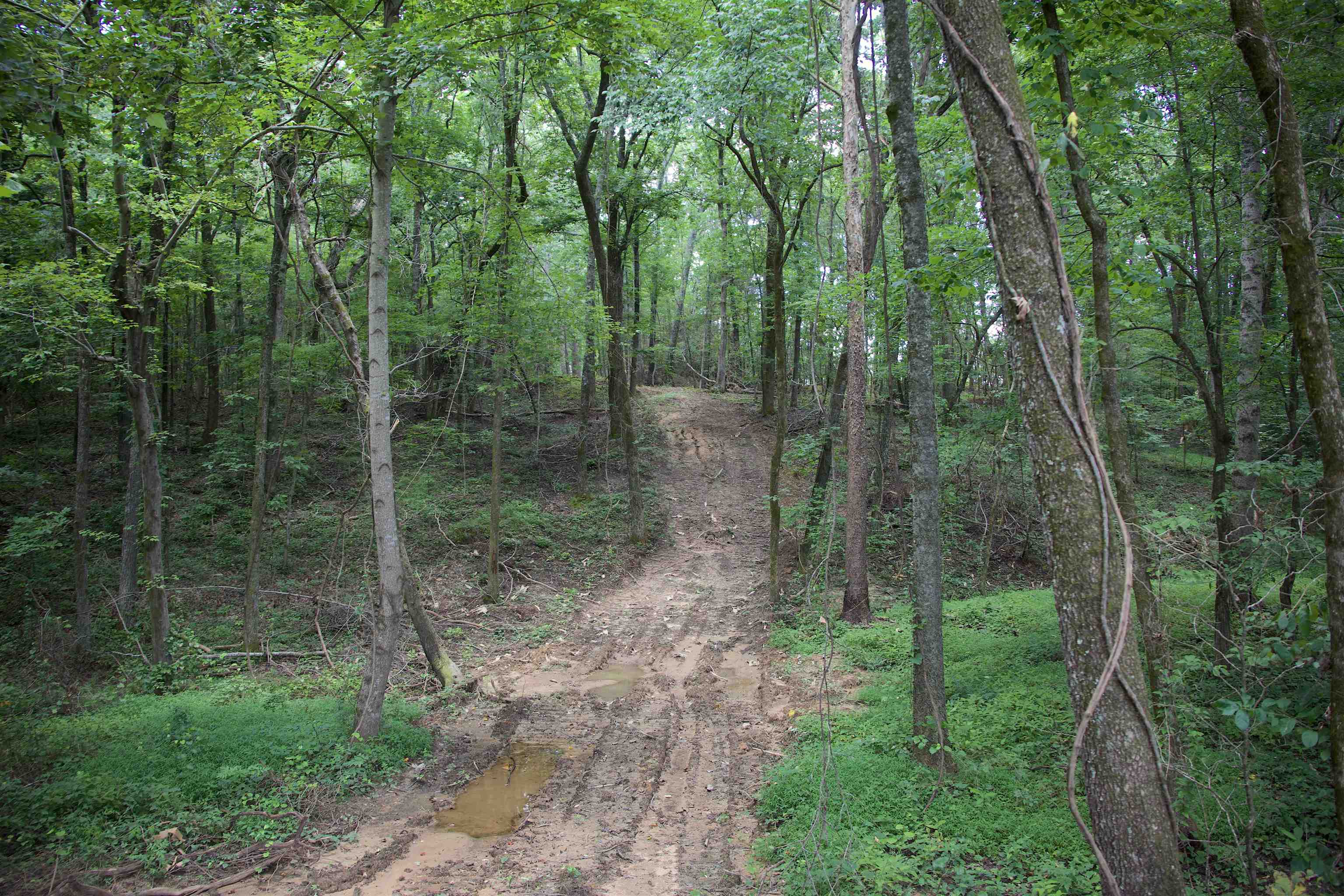 621 Smith Road Grand Junction, TN 38039 - Photo 3 of 20 View of tree filled area