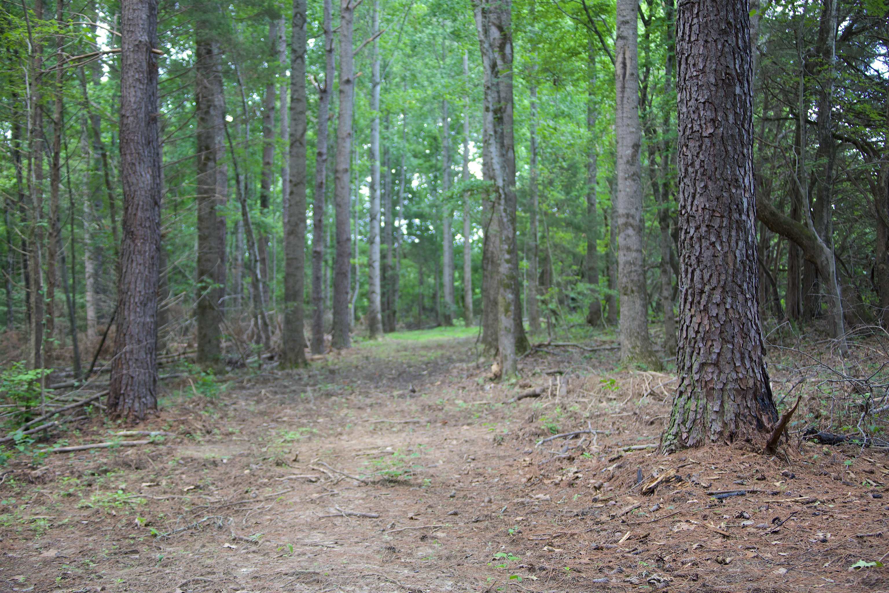 621 Smith Road Grand Junction, TN 38039 - Photo 4 of 20 View of woods