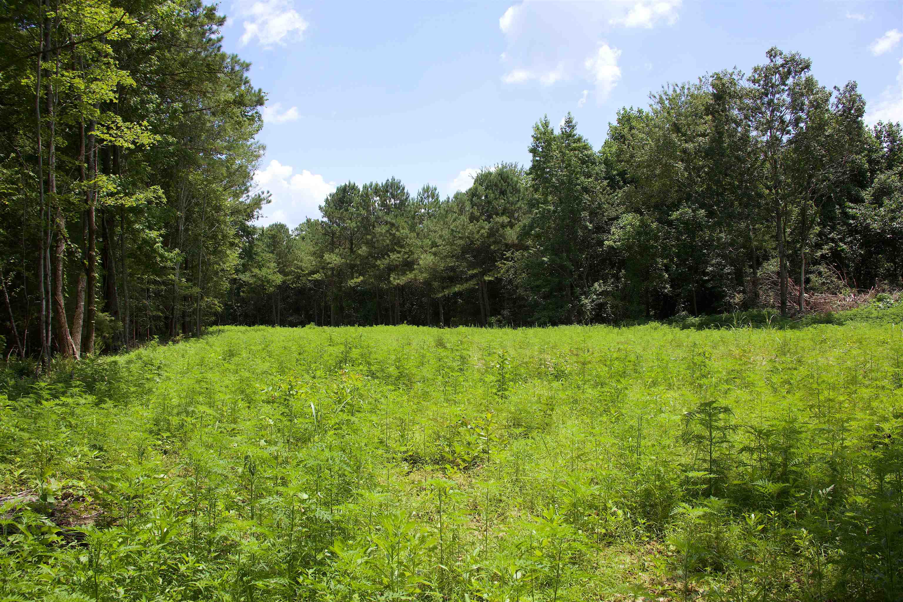 621 Smith Road Grand Junction, TN 38039 - Photo 6 of 20 View of wooded area
