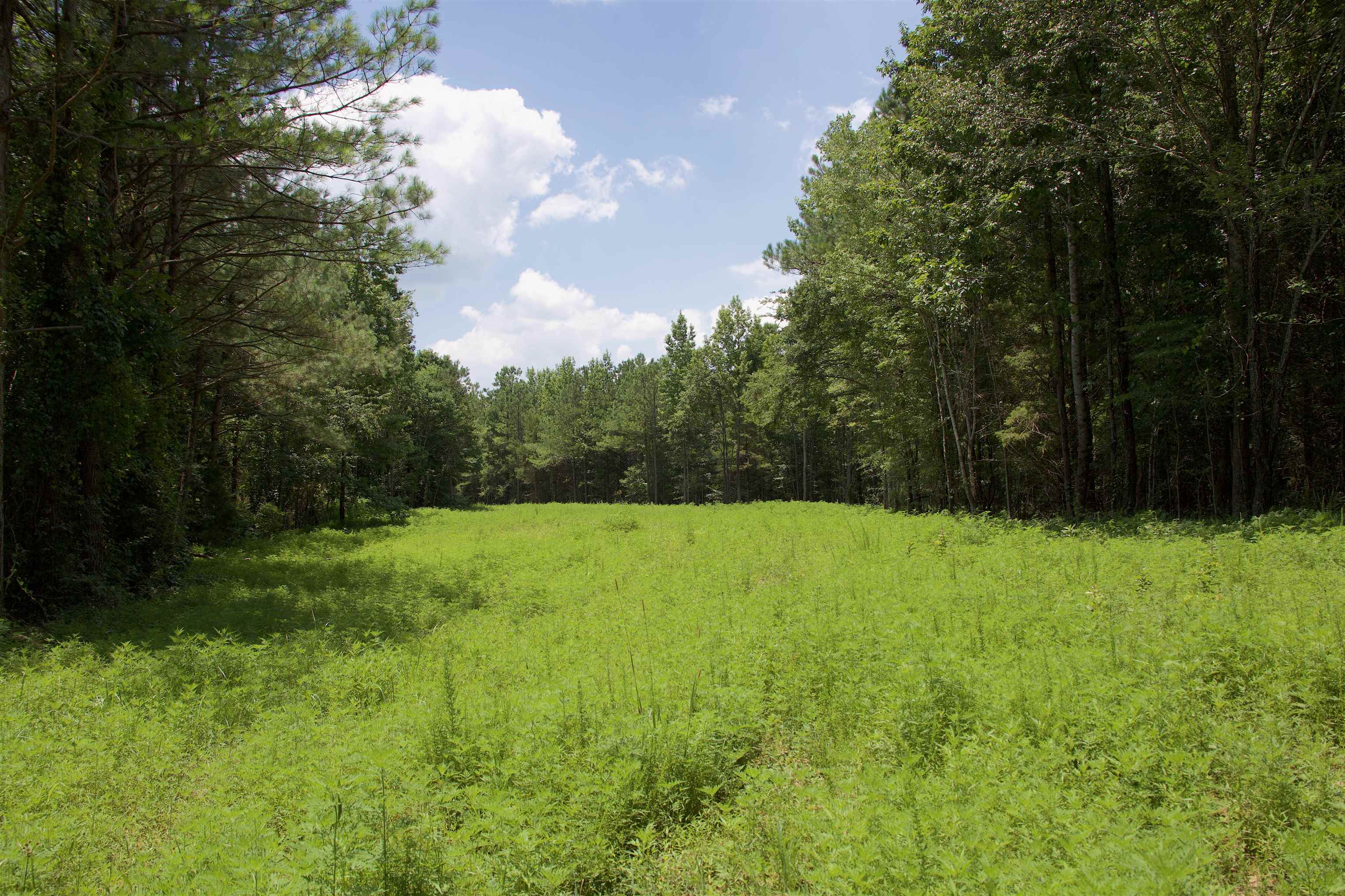 621 Smith Road Grand Junction, TN 38039 - Photo 7 of 20 View of woods