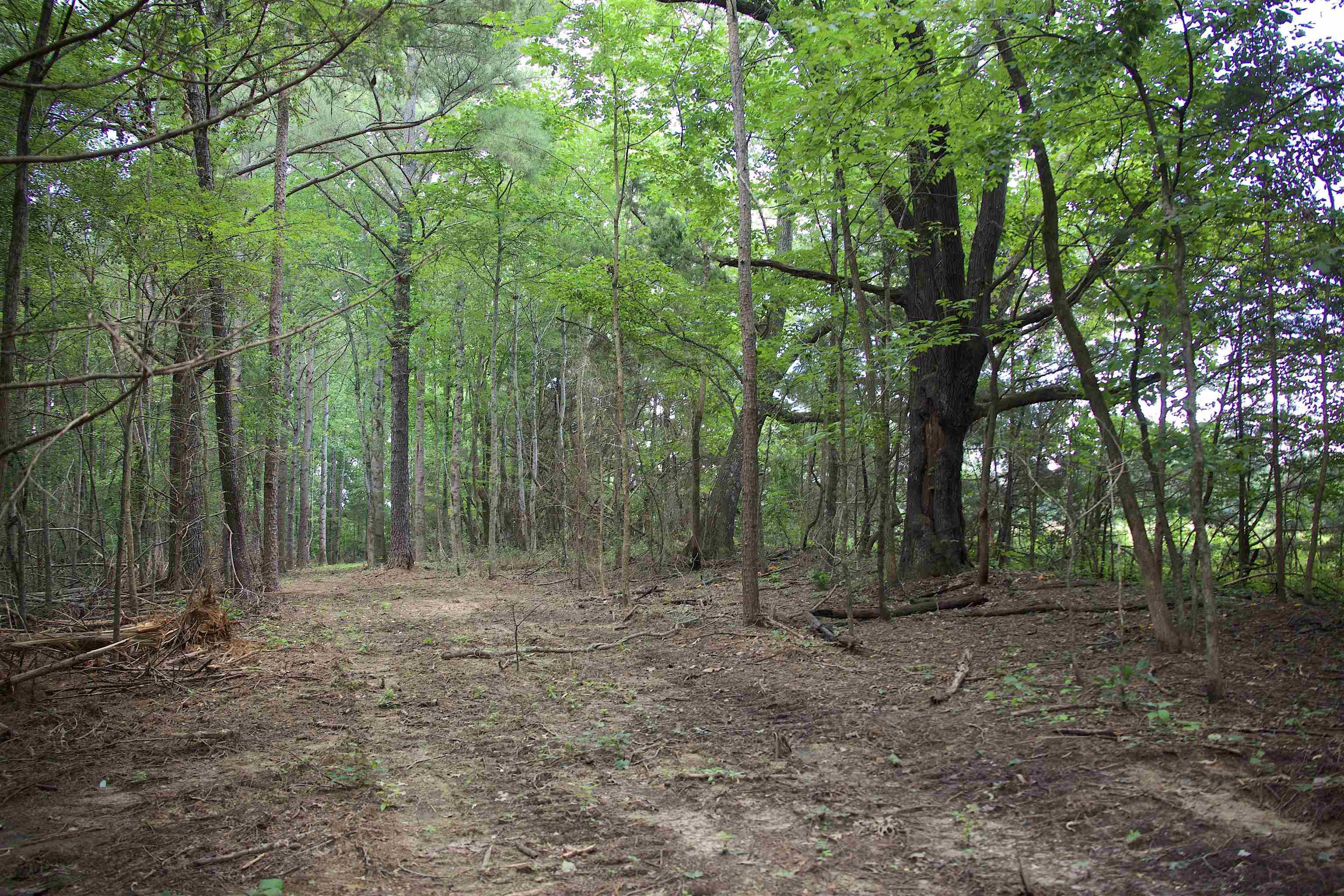 621 Smith Road Grand Junction, TN 38039 - Photo 8 of 20 View of woods