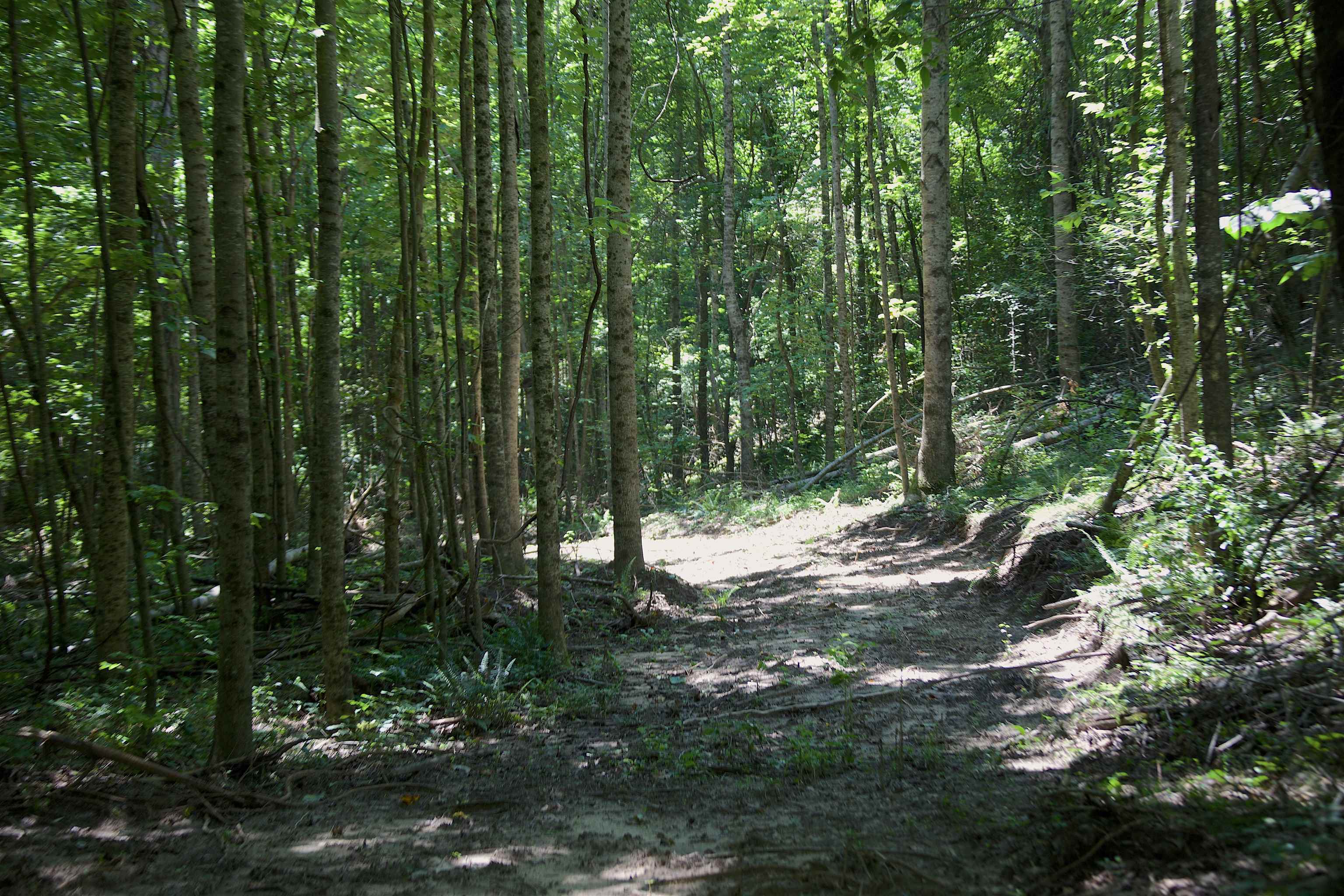 621 Smith Road Grand Junction, TN 38039 - Photo 9 of 20 View of woods