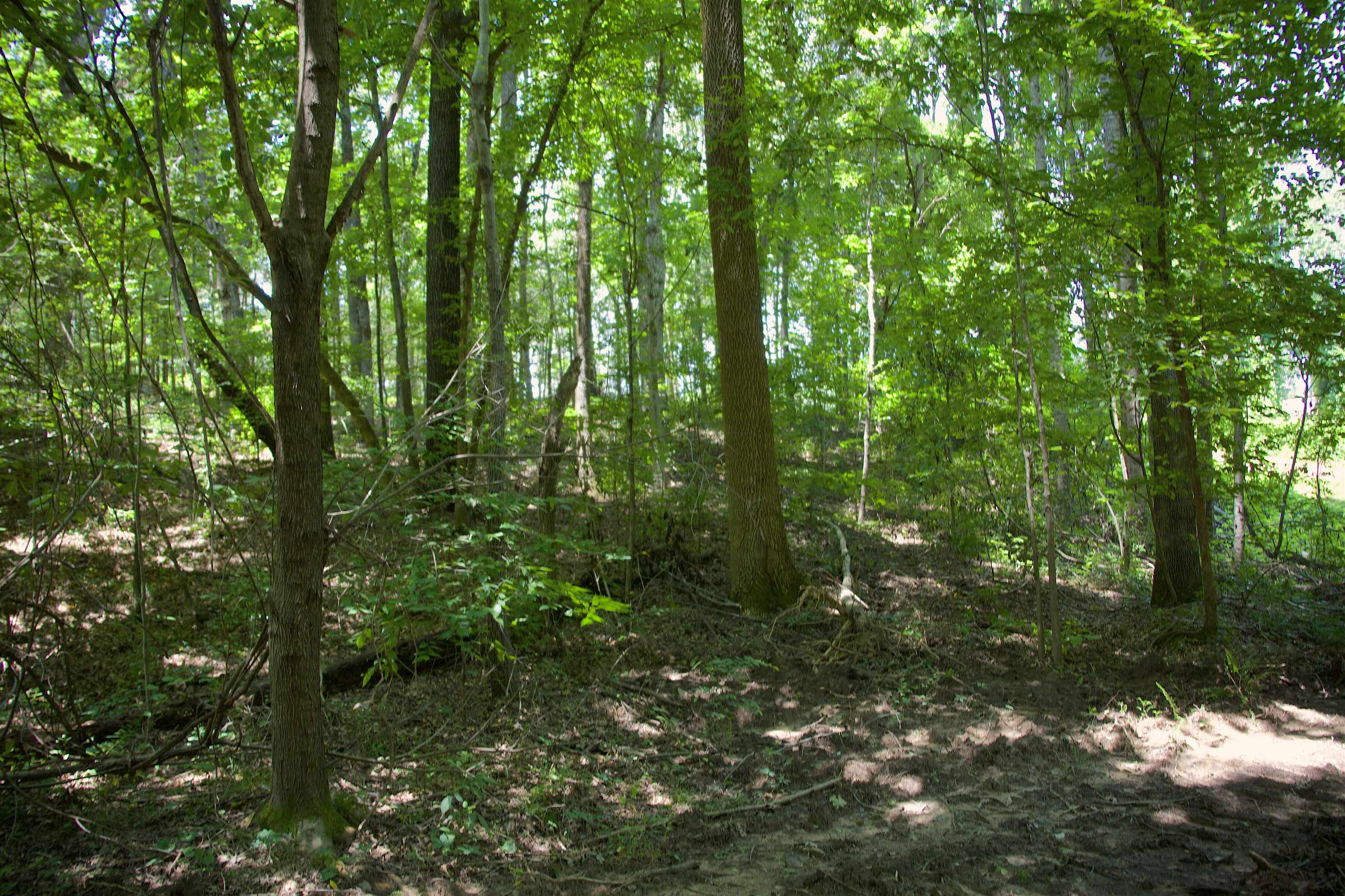 621 Smith Road Grand Junction, TN 38039 - Photo 10 of 20 View of tree filled area