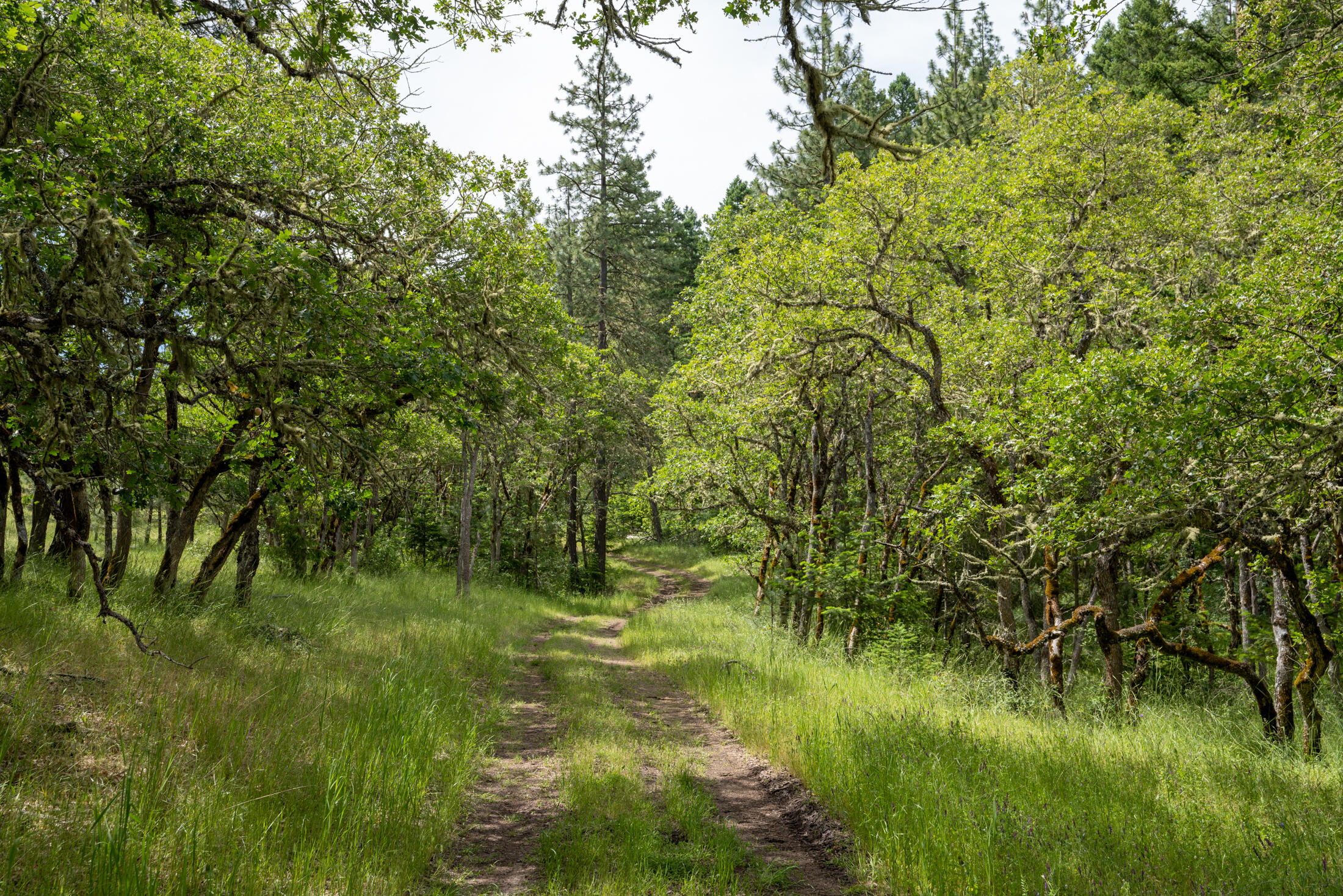 Wren Ridge Drive Eagle Point, OR 97524 - Photo 6 of 8 Pic 6
