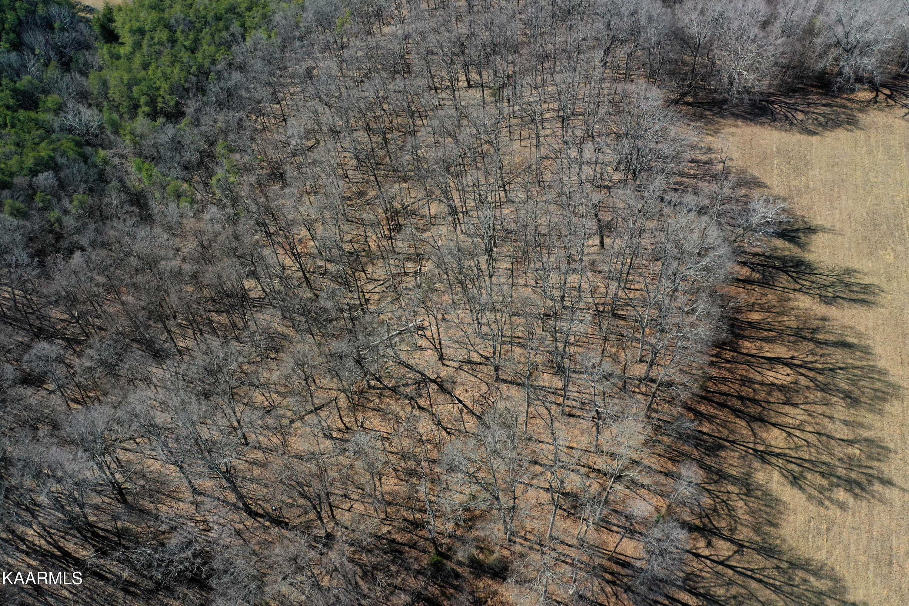 Oak Grove Road Caryville, TN 37714 - Photo 5 of 10 DJI_0175-3
