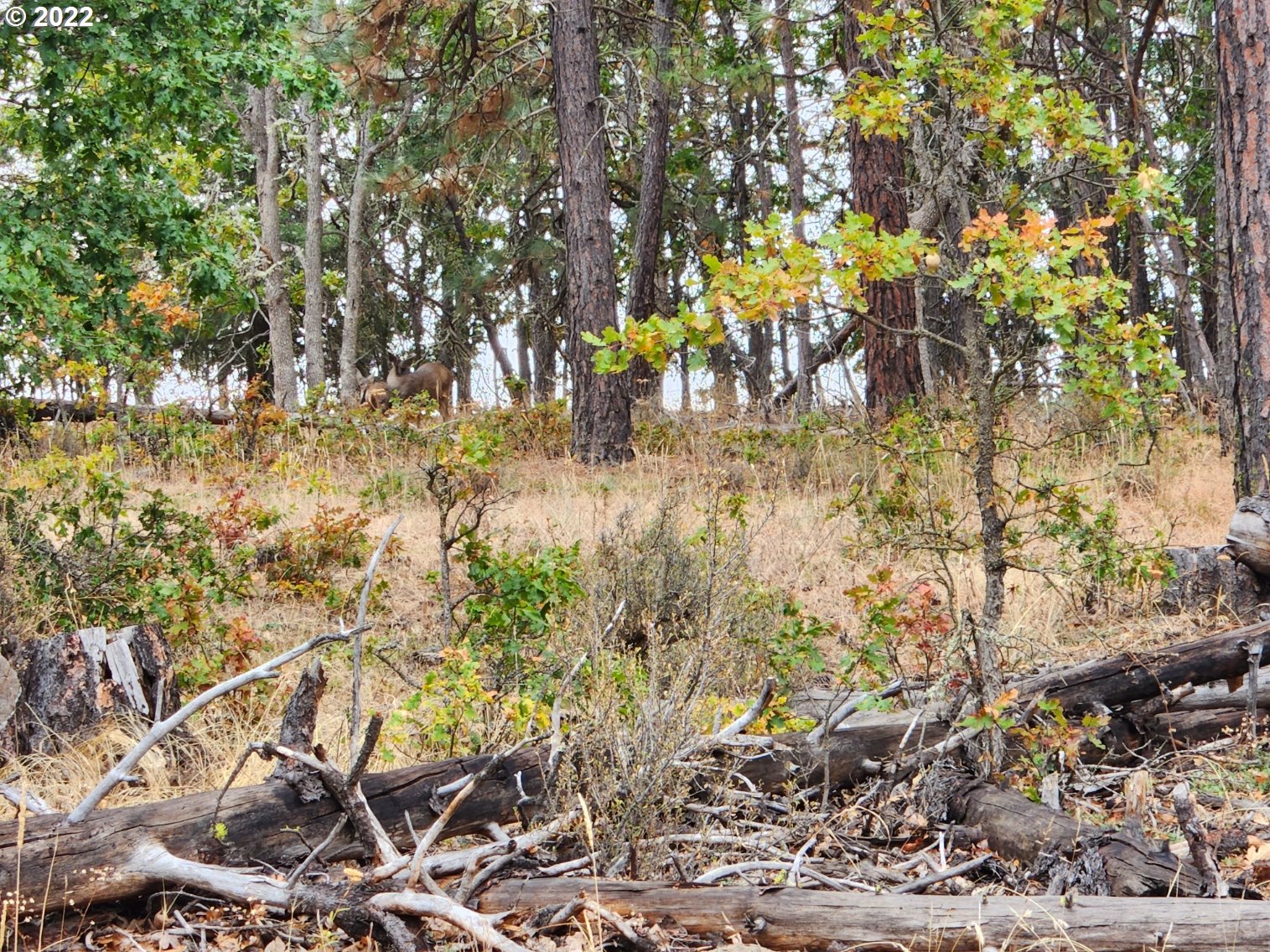 896 Counts Road Goldendale, WA 98620 - Photo 8 of 24 Gallery Image 8