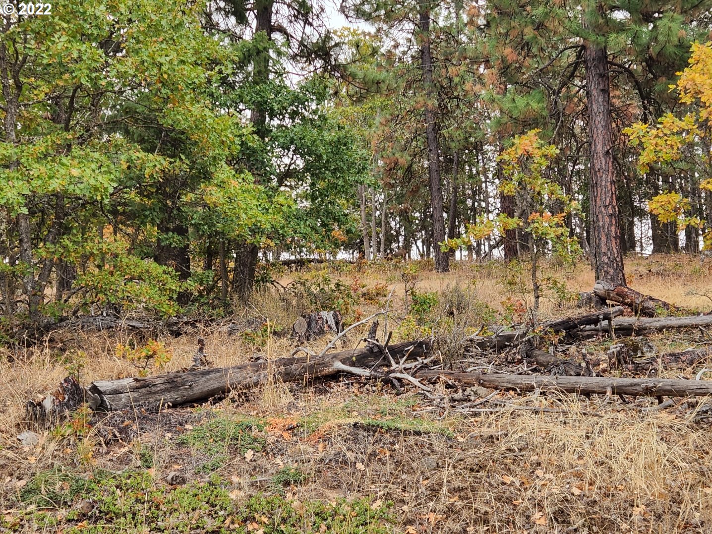 896 Counts Road Goldendale, WA 98620 - Photo 9 of 24 Gallery Image 9