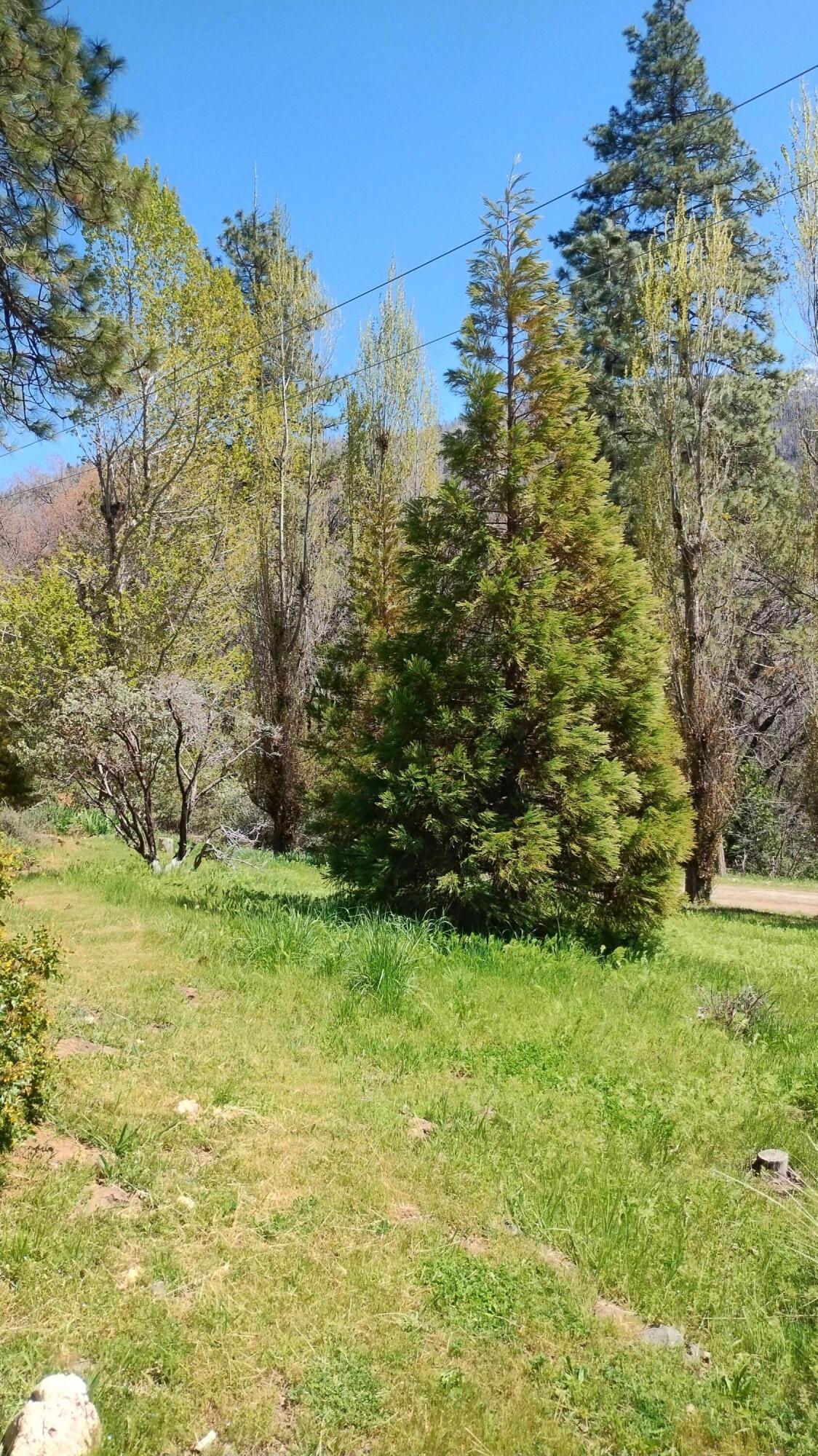 339 View Drive Springville, CA 93265 - Photo 106 of 109 107-One of three giant sequoias on the p