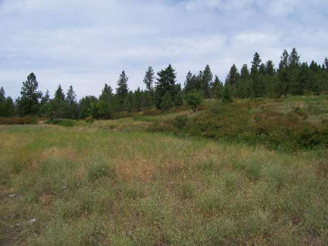 Tbd Old Dominion Rd/lt C Colville, WA 99114 - Photo 3 of 4 Gallery Image 3