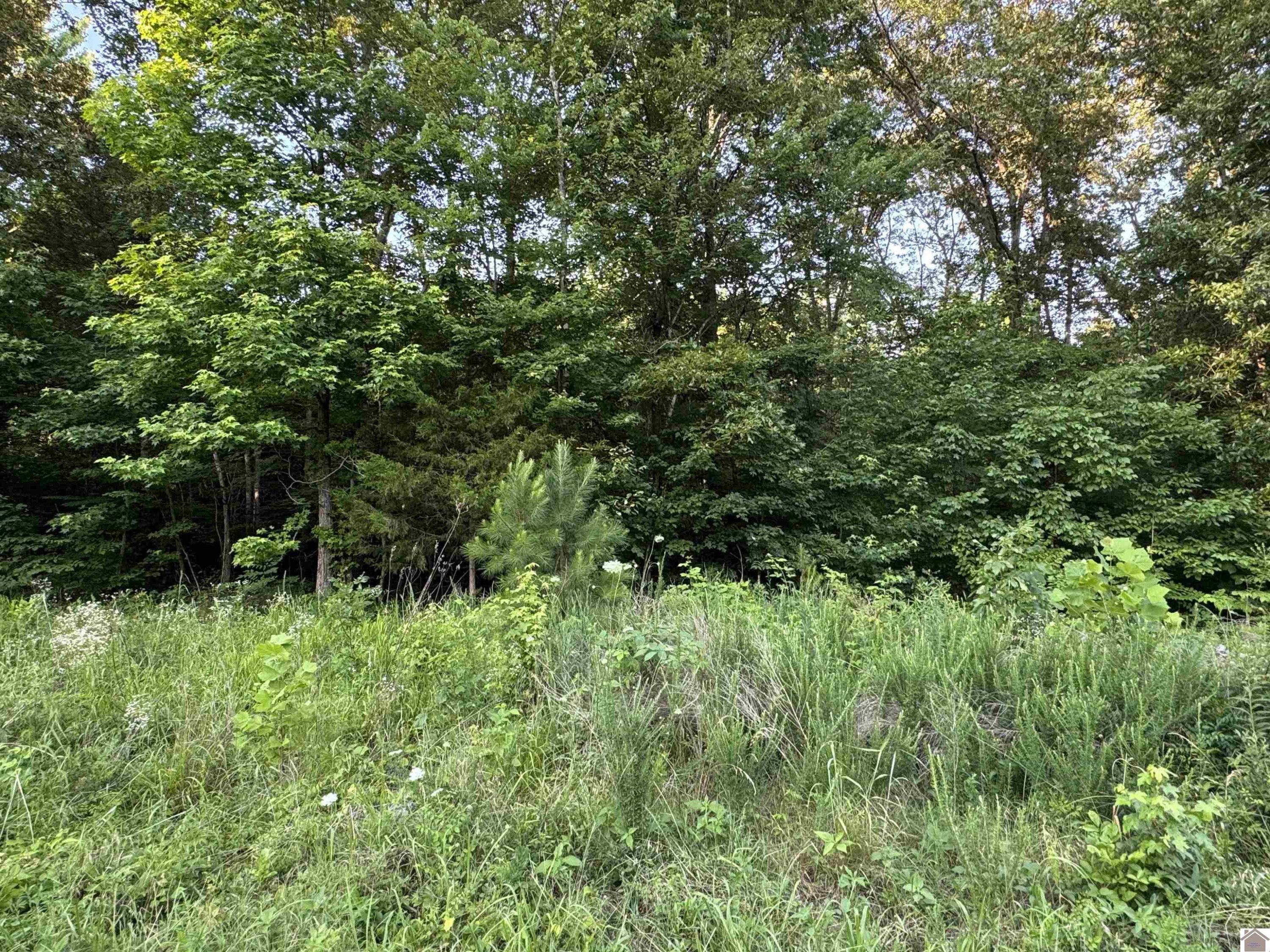 1556 Hopkins Road Almo, KY 42020 - Photo 1 of 10 Photo 1