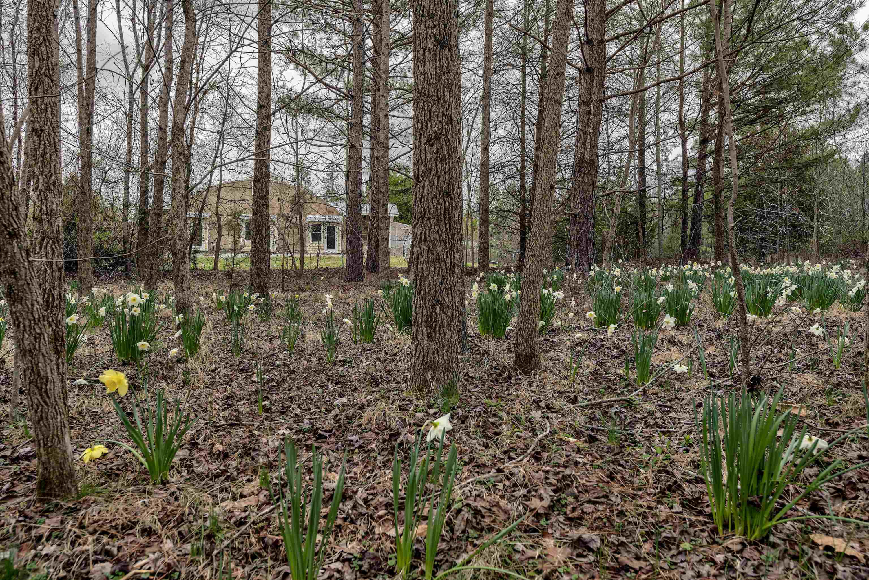 7409 Wiley Mangum Road Bahama, NC 27503 - Photo 6 of 20 Photo 6
